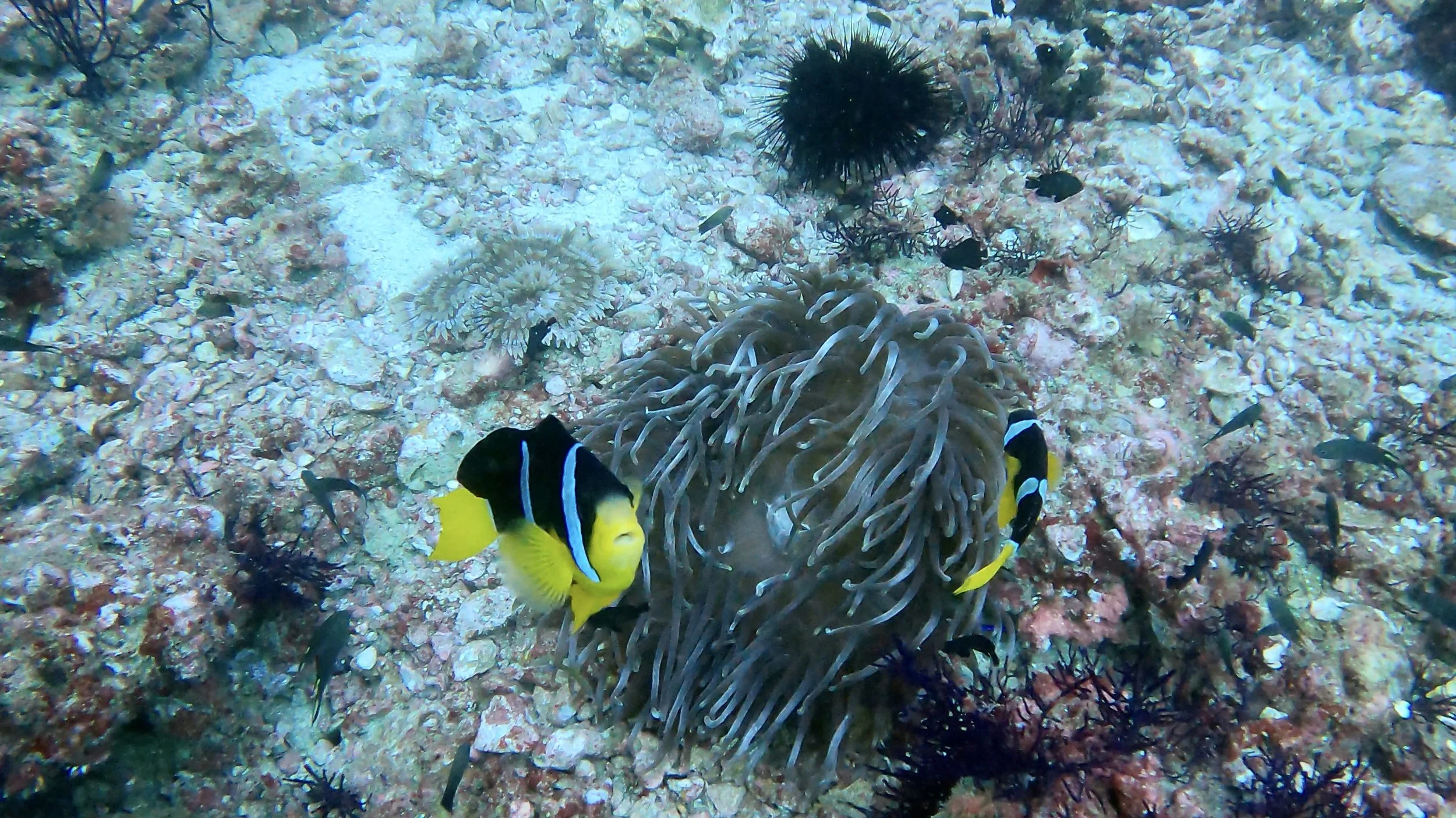 Musandam, Oman.JPEG