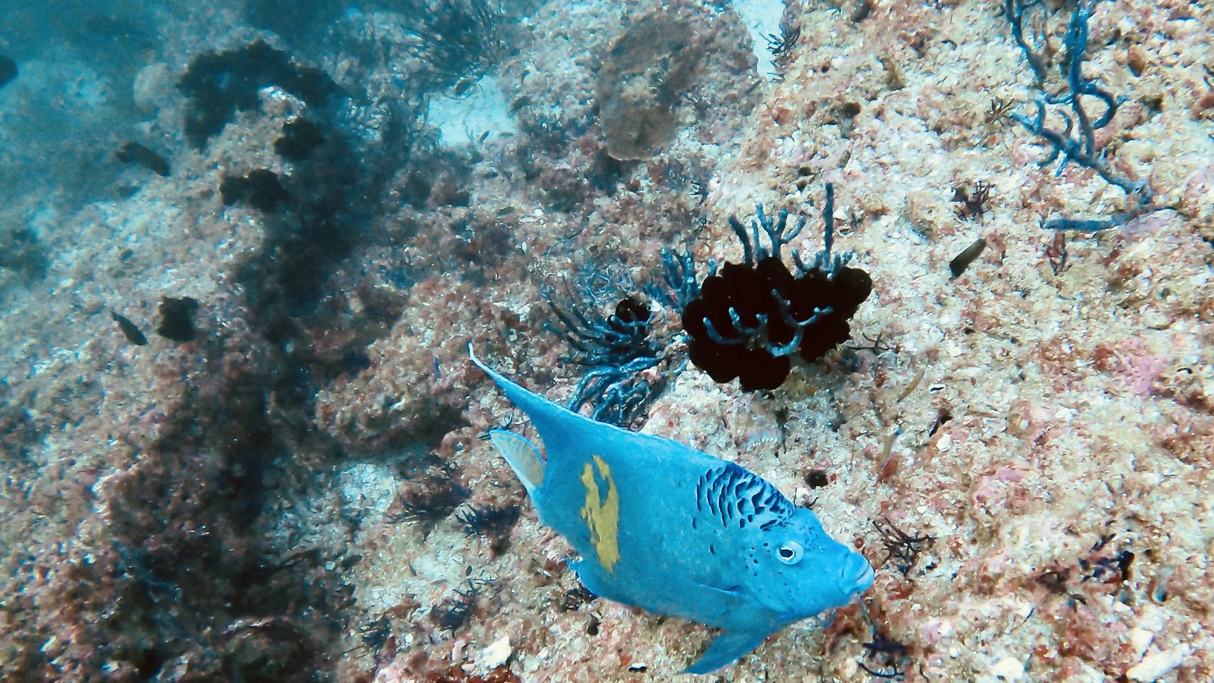 Musandam, Oman.JPEG