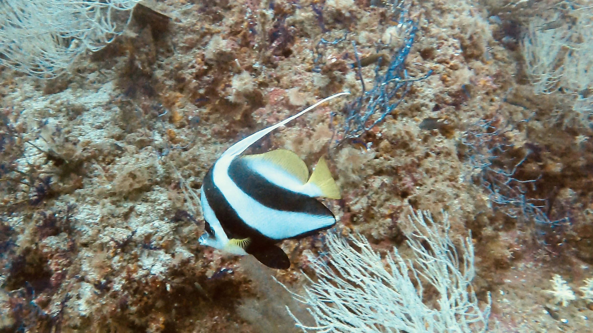 Musandam, Oman.JPEG