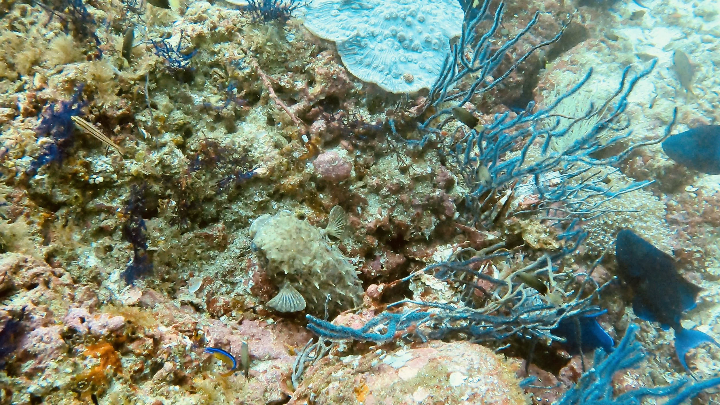Musandam, Oman.JPEG
