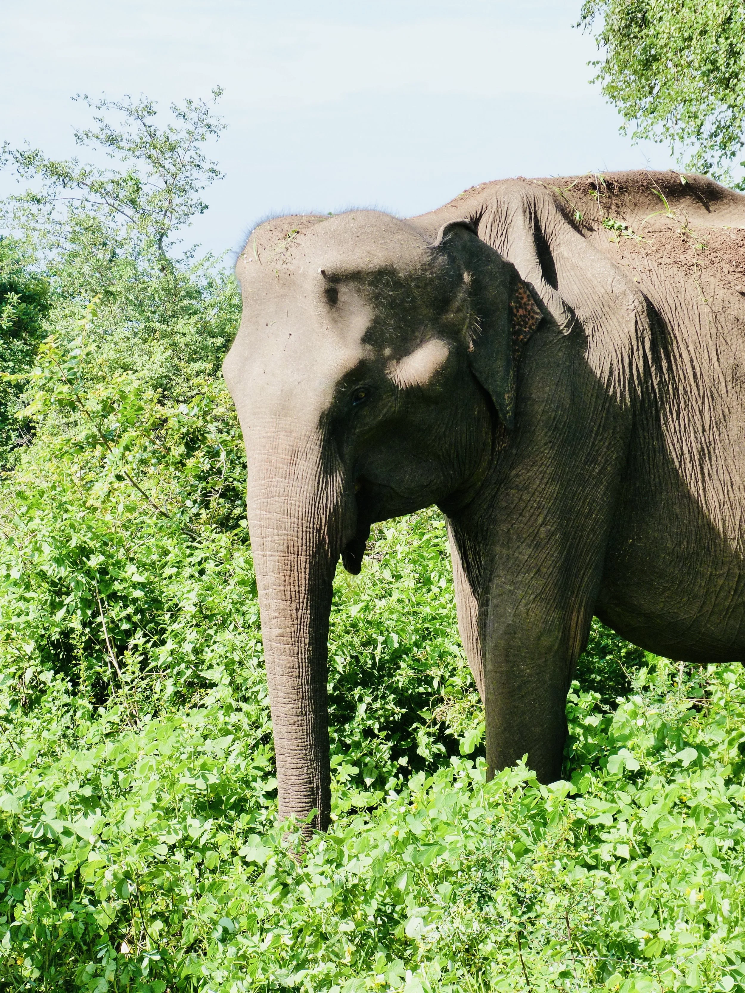 Minneriya National Park, Sri Lanka