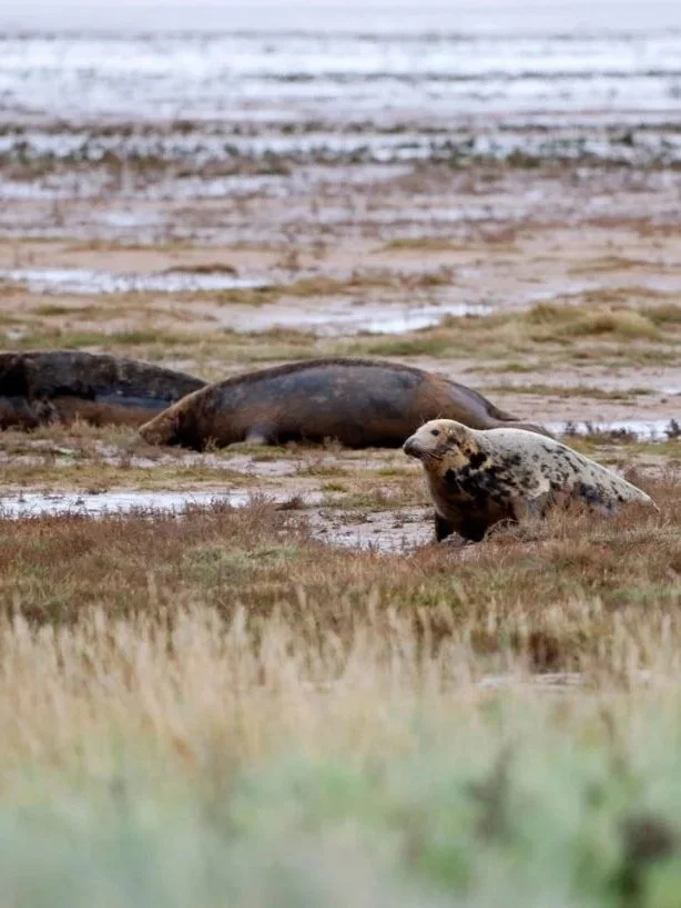 Donna Nook, Lincolnshire