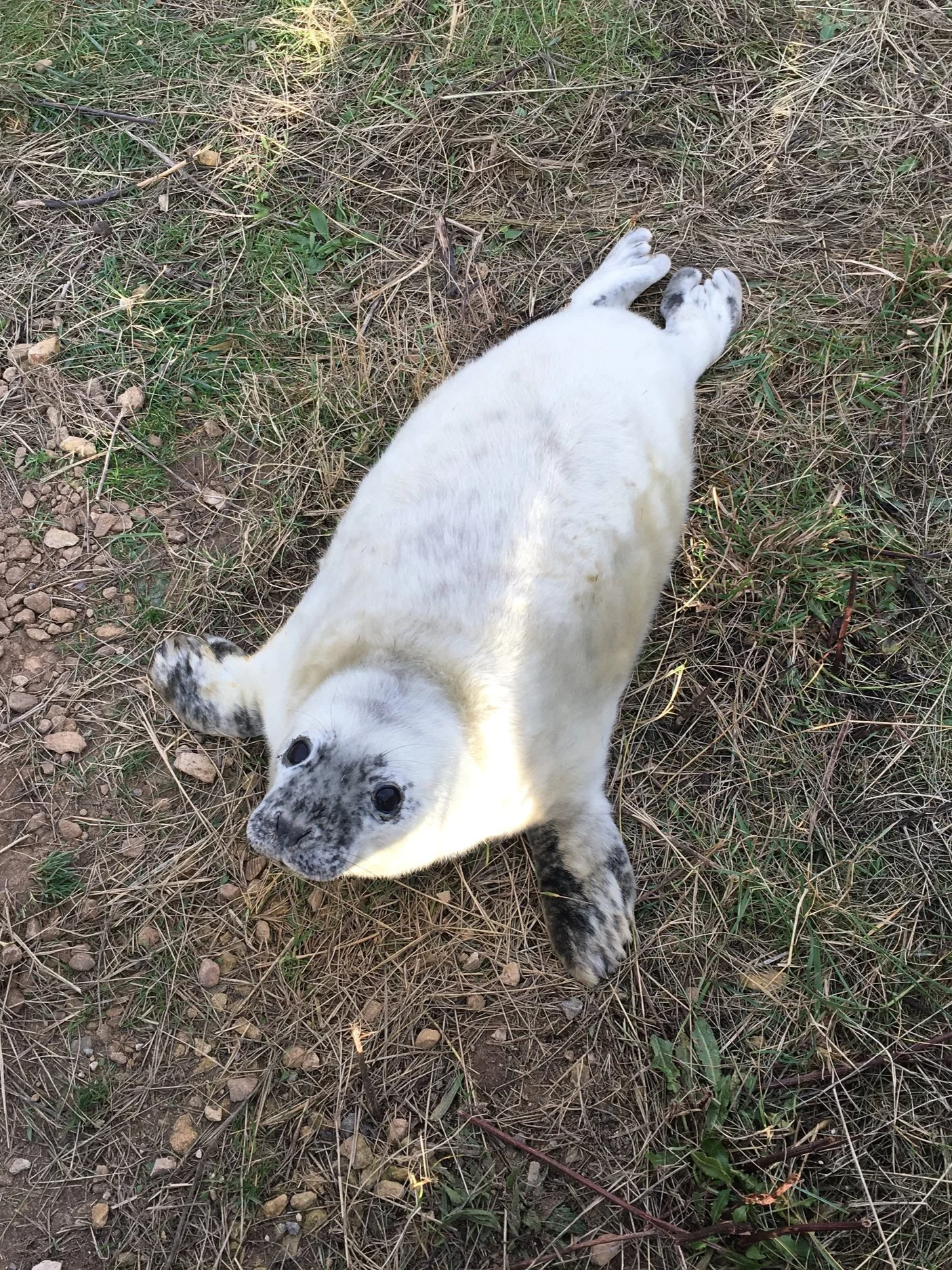 Donna Nook, Lincolnshire