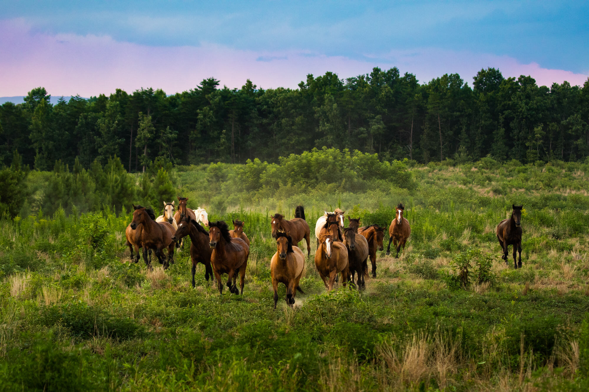 Storm of Mustangs.jpg