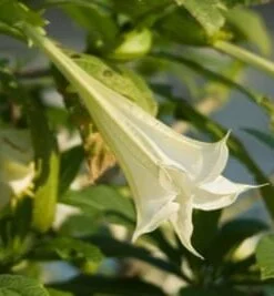 Devil's Breath: The Scariest Drug in the World