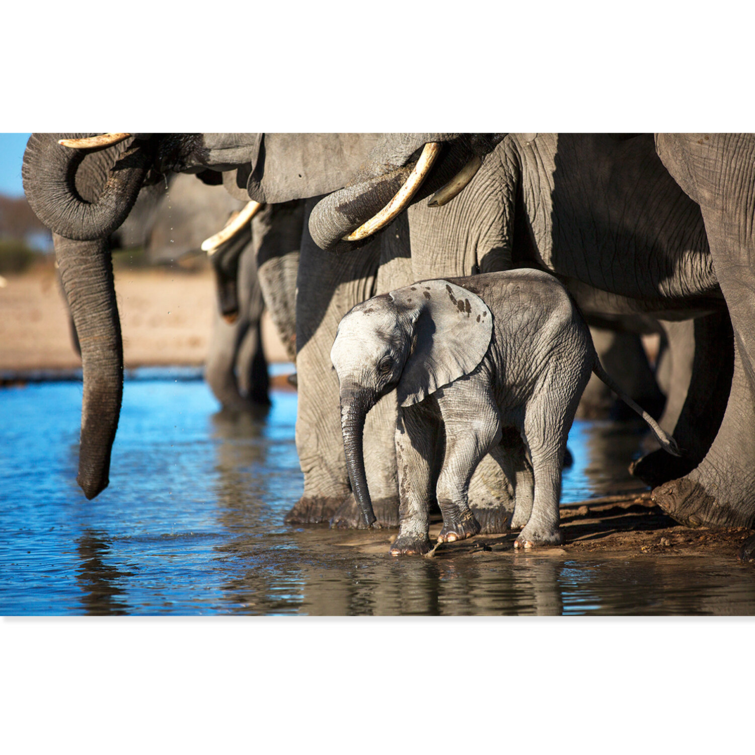 15_Baby Elephant Unframed.jpg