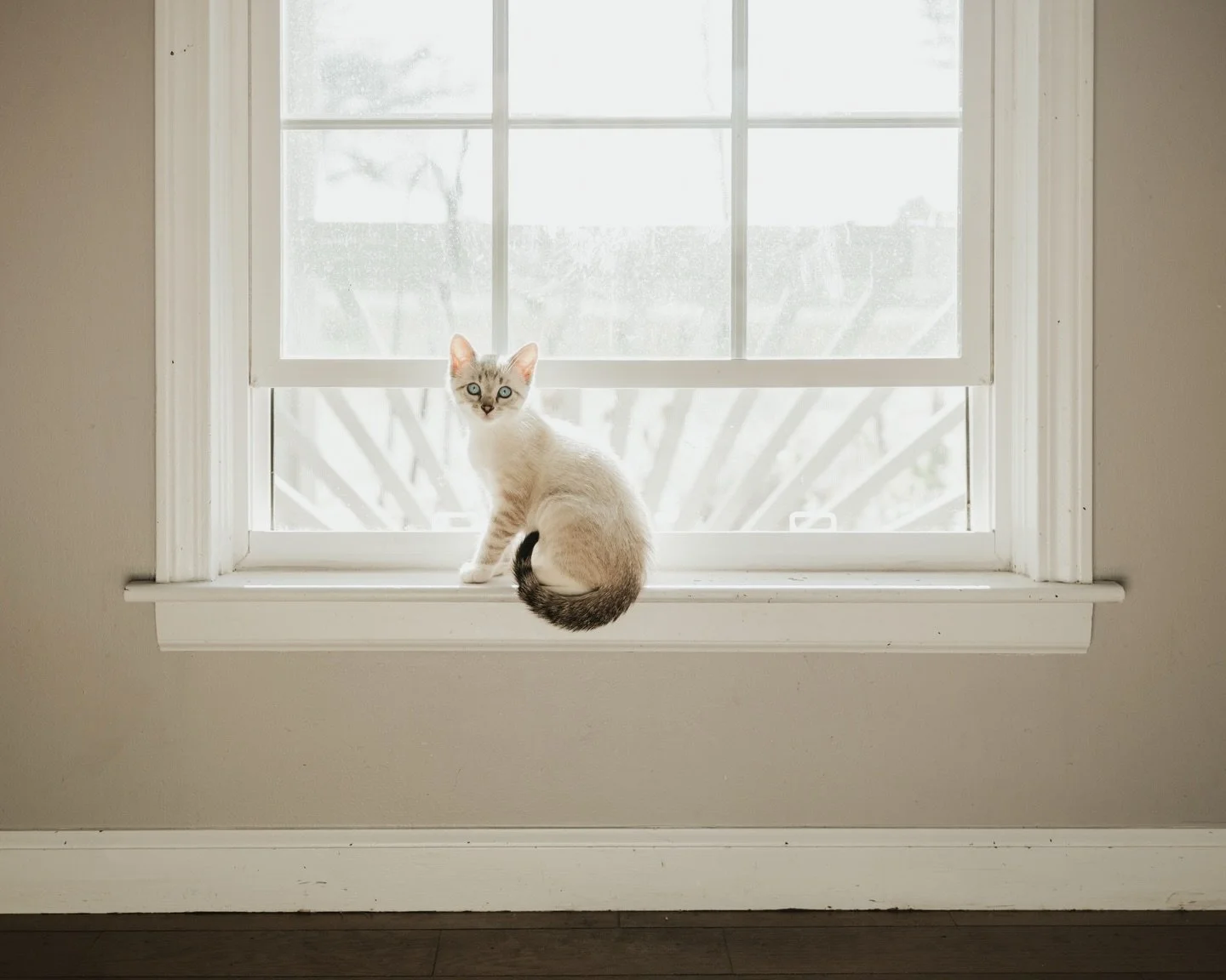 I thought we could all use a kitten pic right now. 

So take a moment to look and say, &ldquo;Aw,&rdquo; and then get back to work. Call your reps. Write those emails.

I know it feels like no one is listening. Like you&rsquo;re just banging your hea