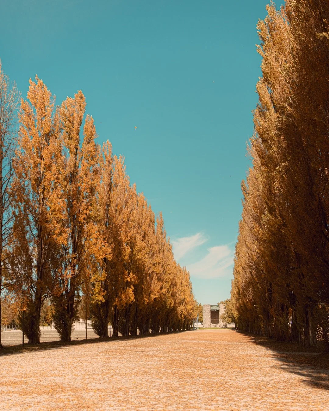 Eleven years after his liberation, Dutch journalist and former Dachau prisoner Nico Rost returned to the place of his captivity. When he entered the grounds near the crematorium, he was struck by the manicured lawns, the roses, and violets. He asked 