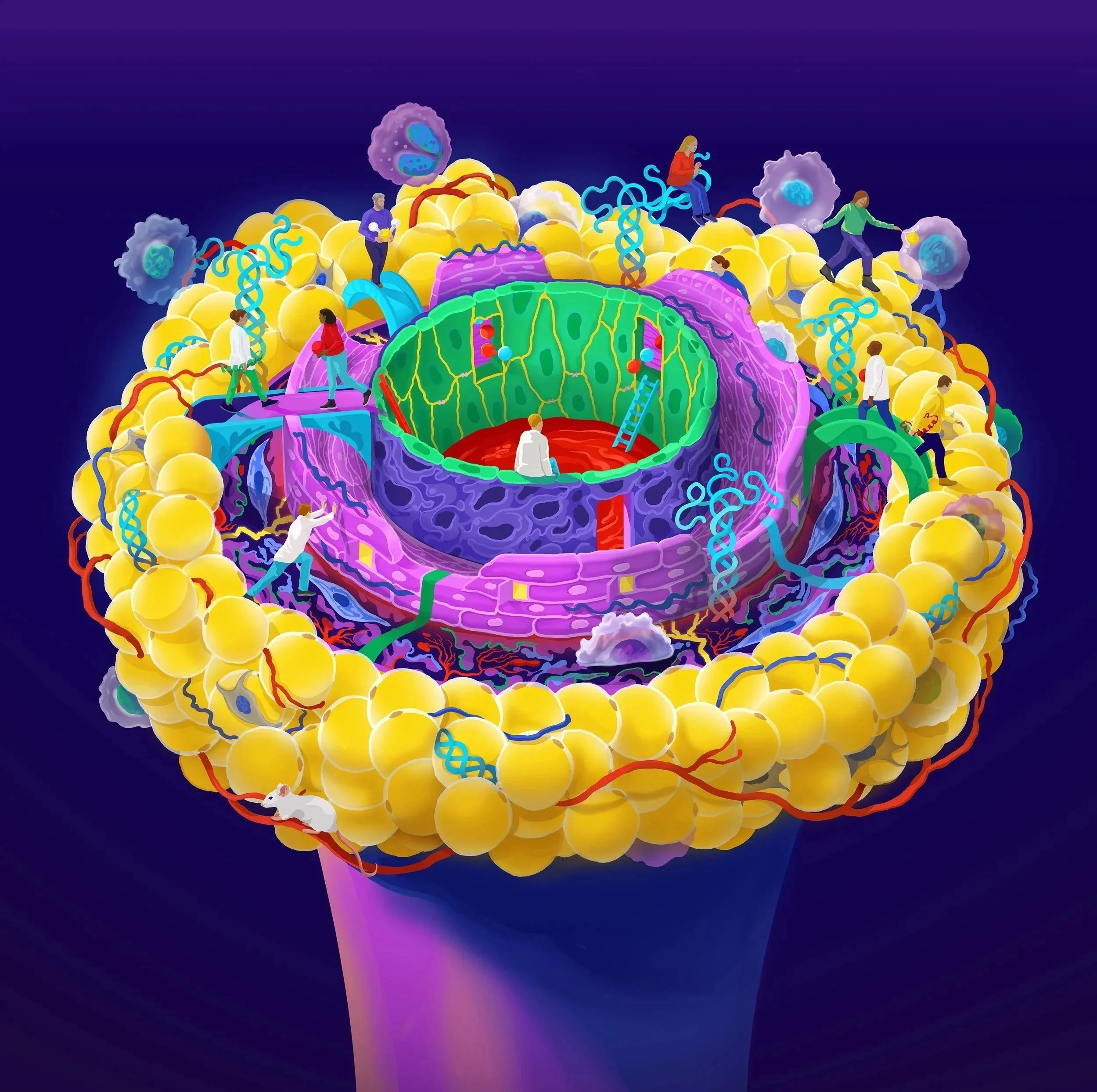 Blood Vessel Dynamics for The Watts Lab