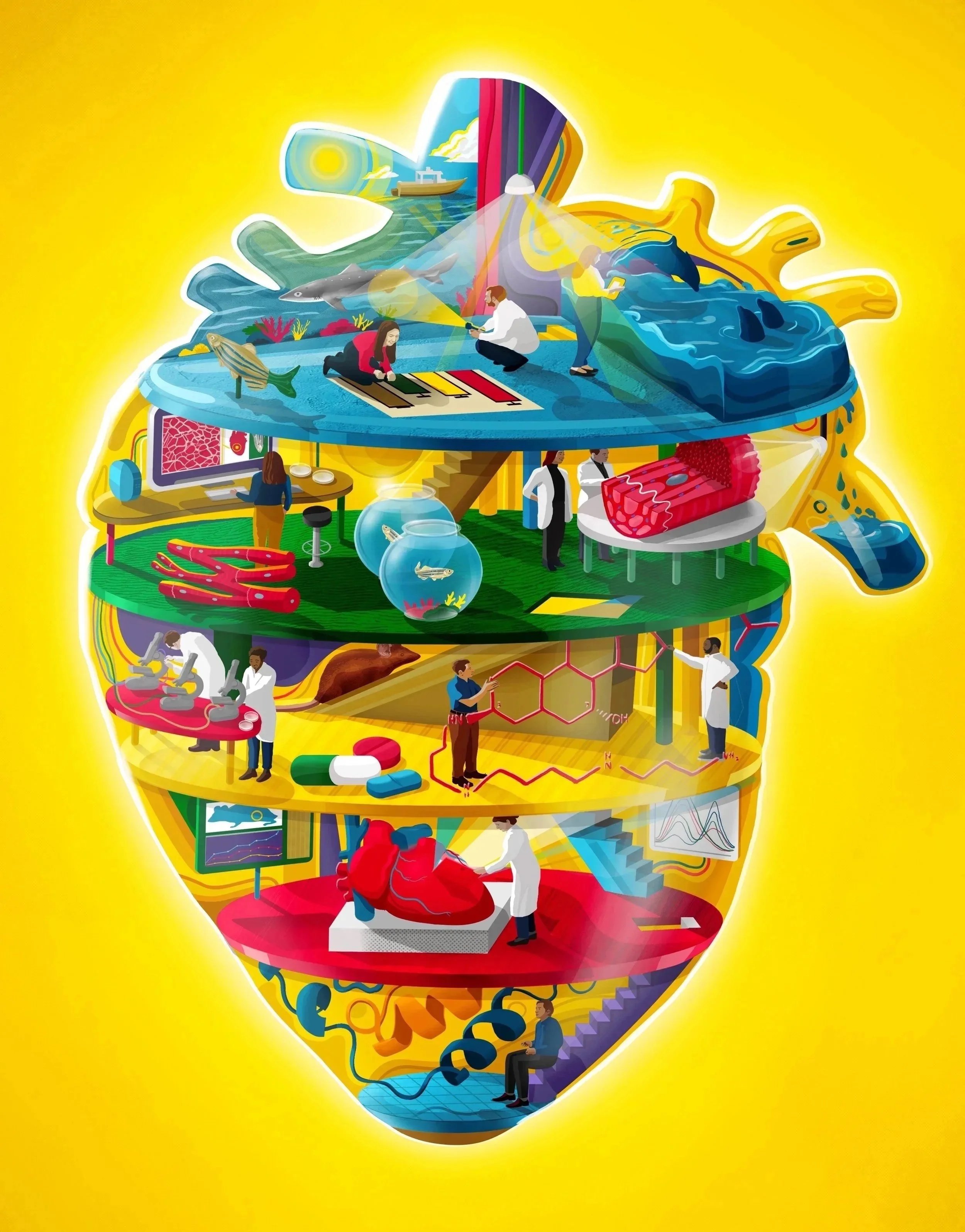 Regenerative Heart Medicine for Scientific American