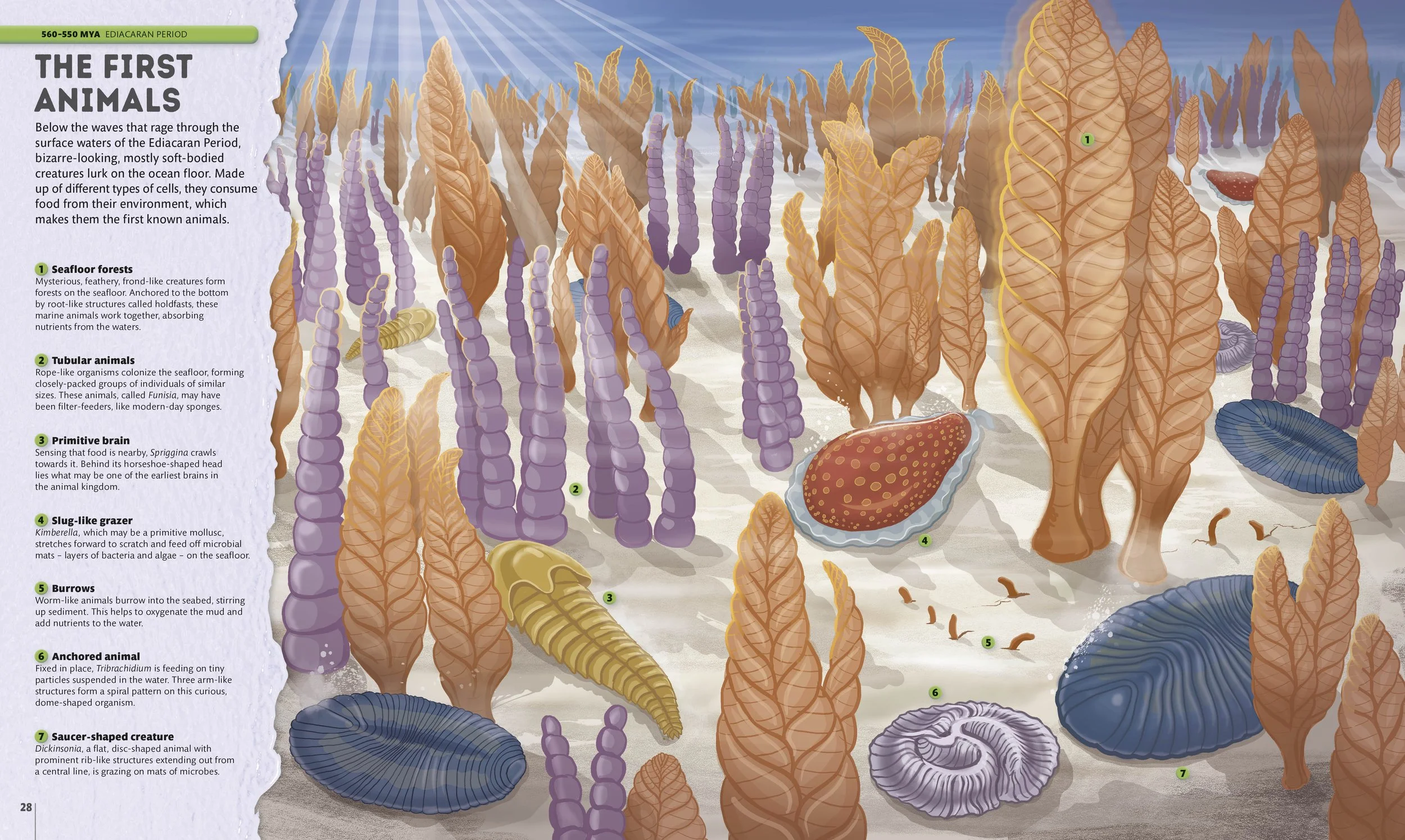 A children's book illustration show early life on earth, the ediacaran biota, for the book project Planet Earth: A 4.5 Billion Year Story by DK