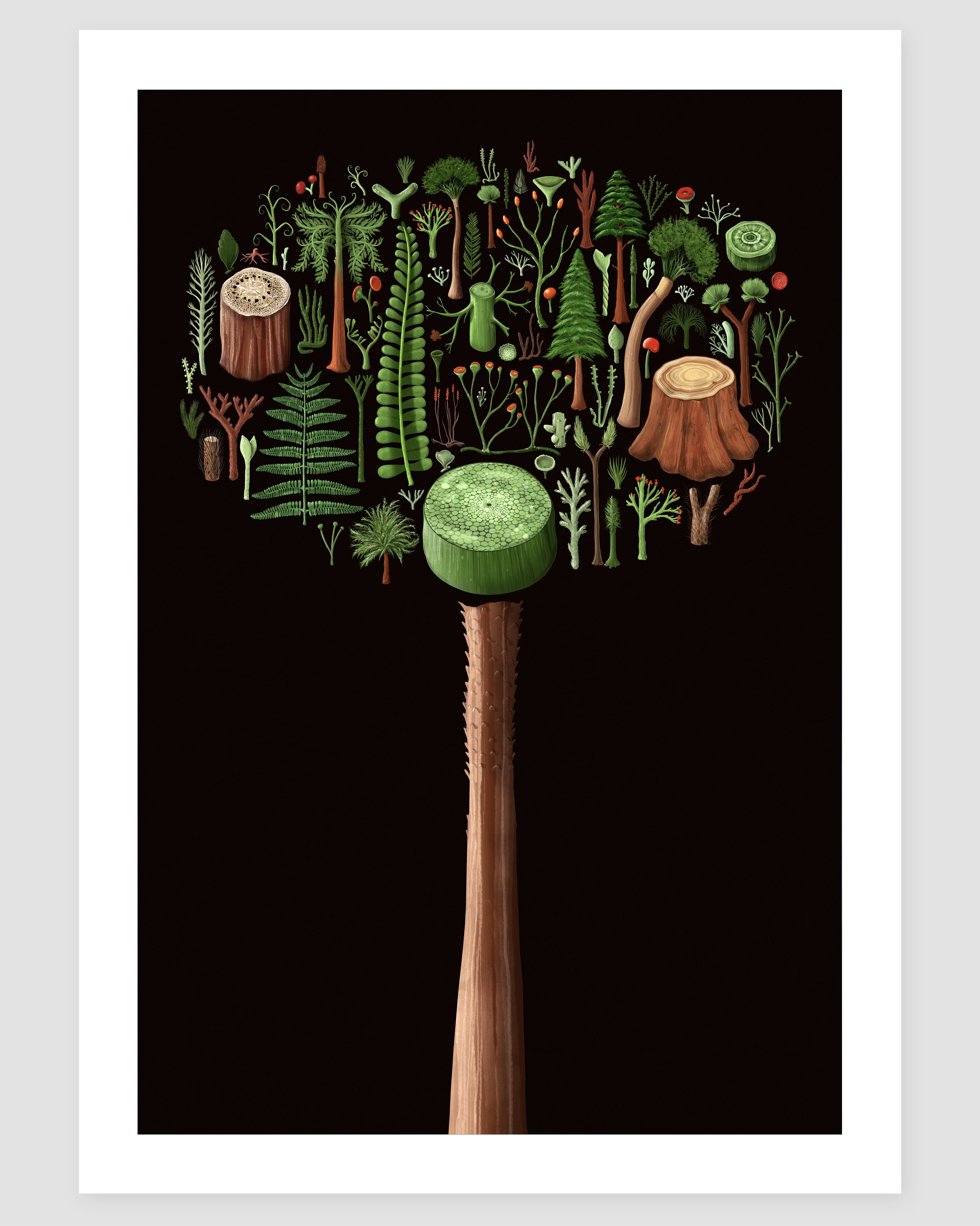 First Forests