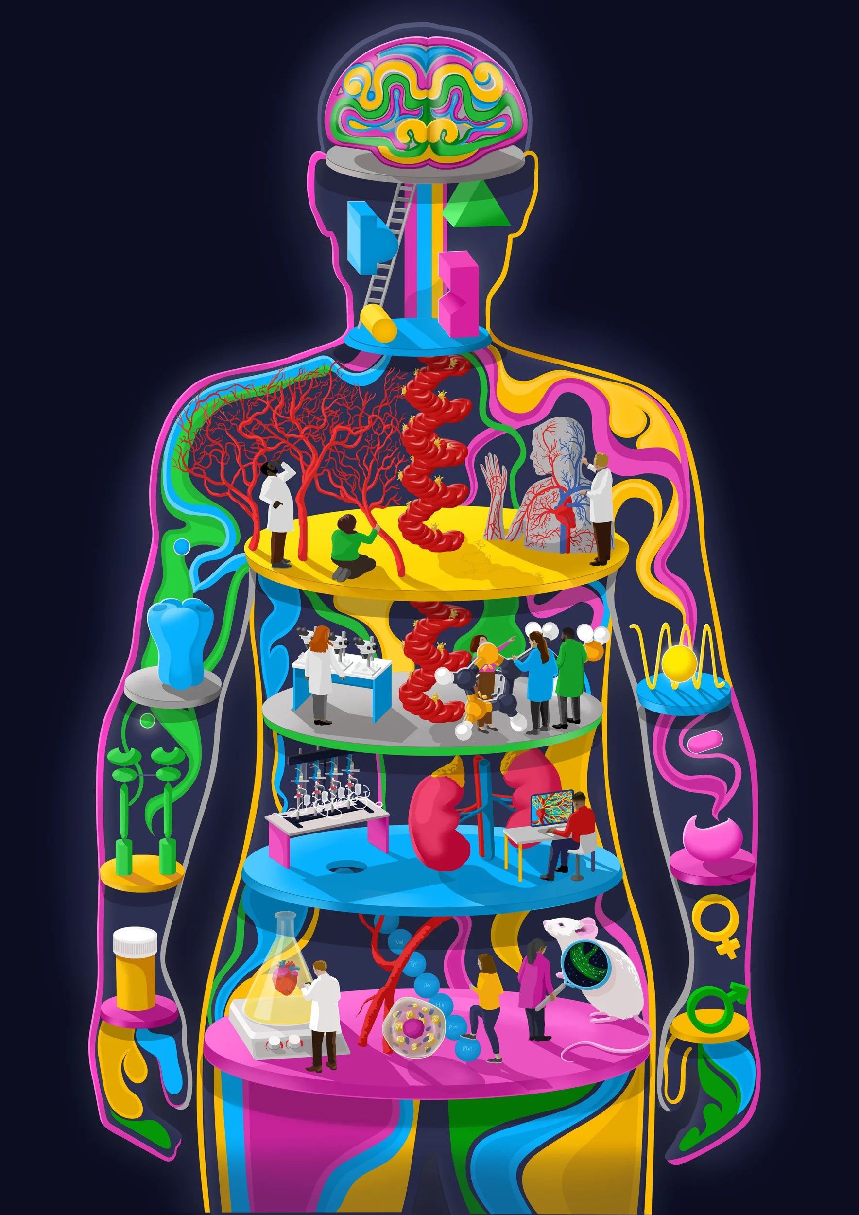 CardiovascularPharmacology-TheWattsLab-Illustration-SamFalconer.jpg
