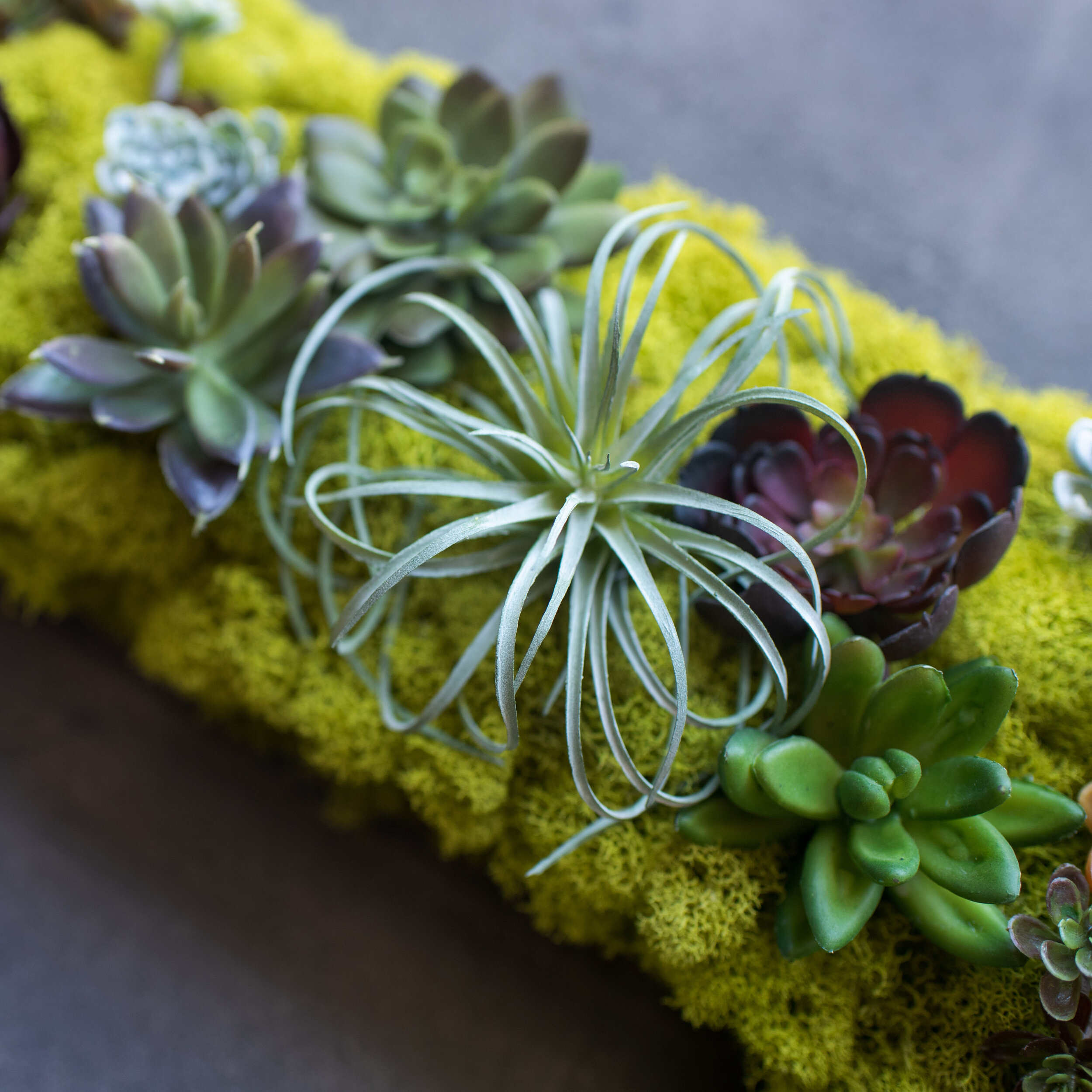 Moss Monogram- Green Succulent Close 3.jpg