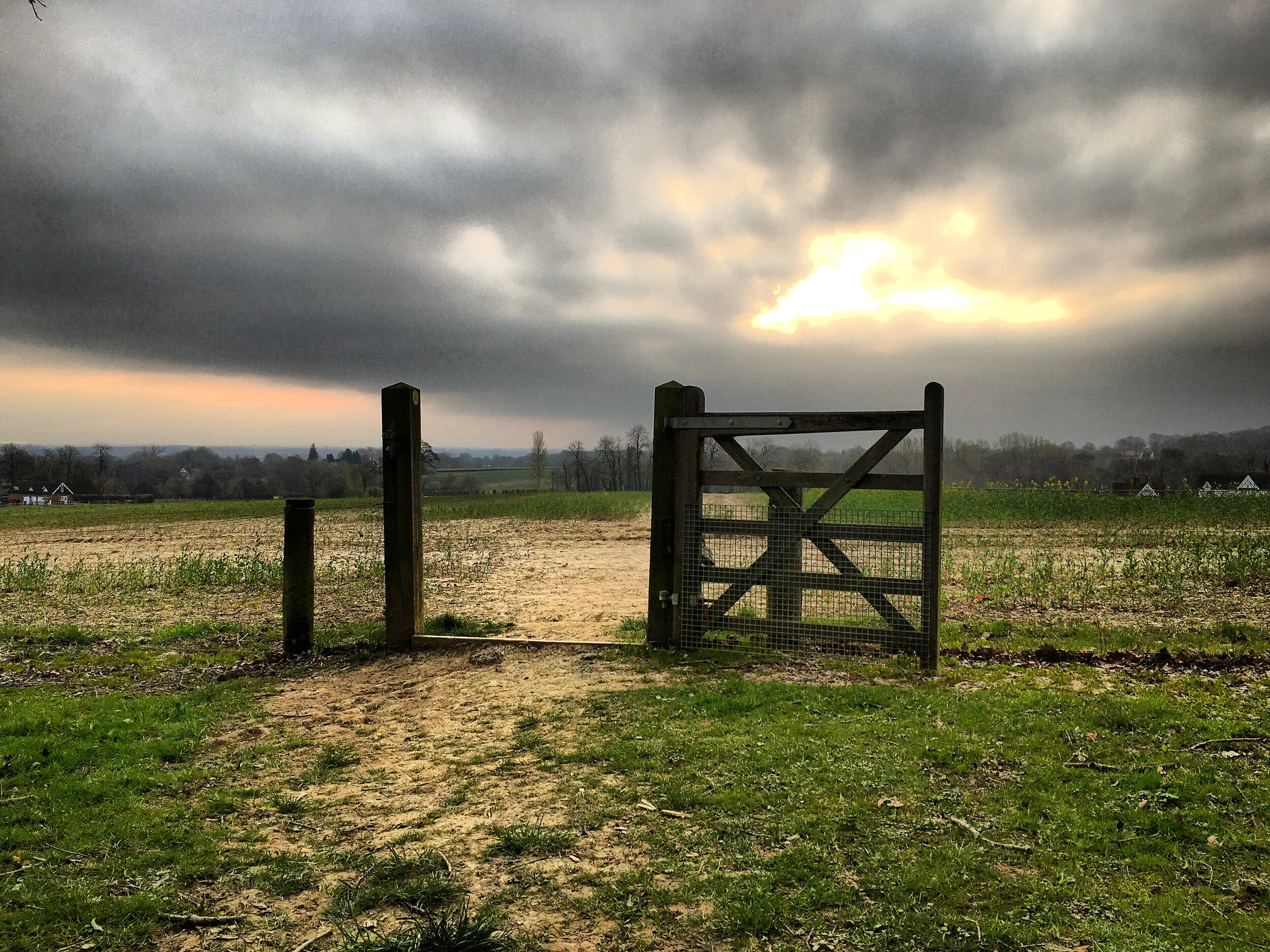 Canola fields - Walk 3: The Goldsmid trail