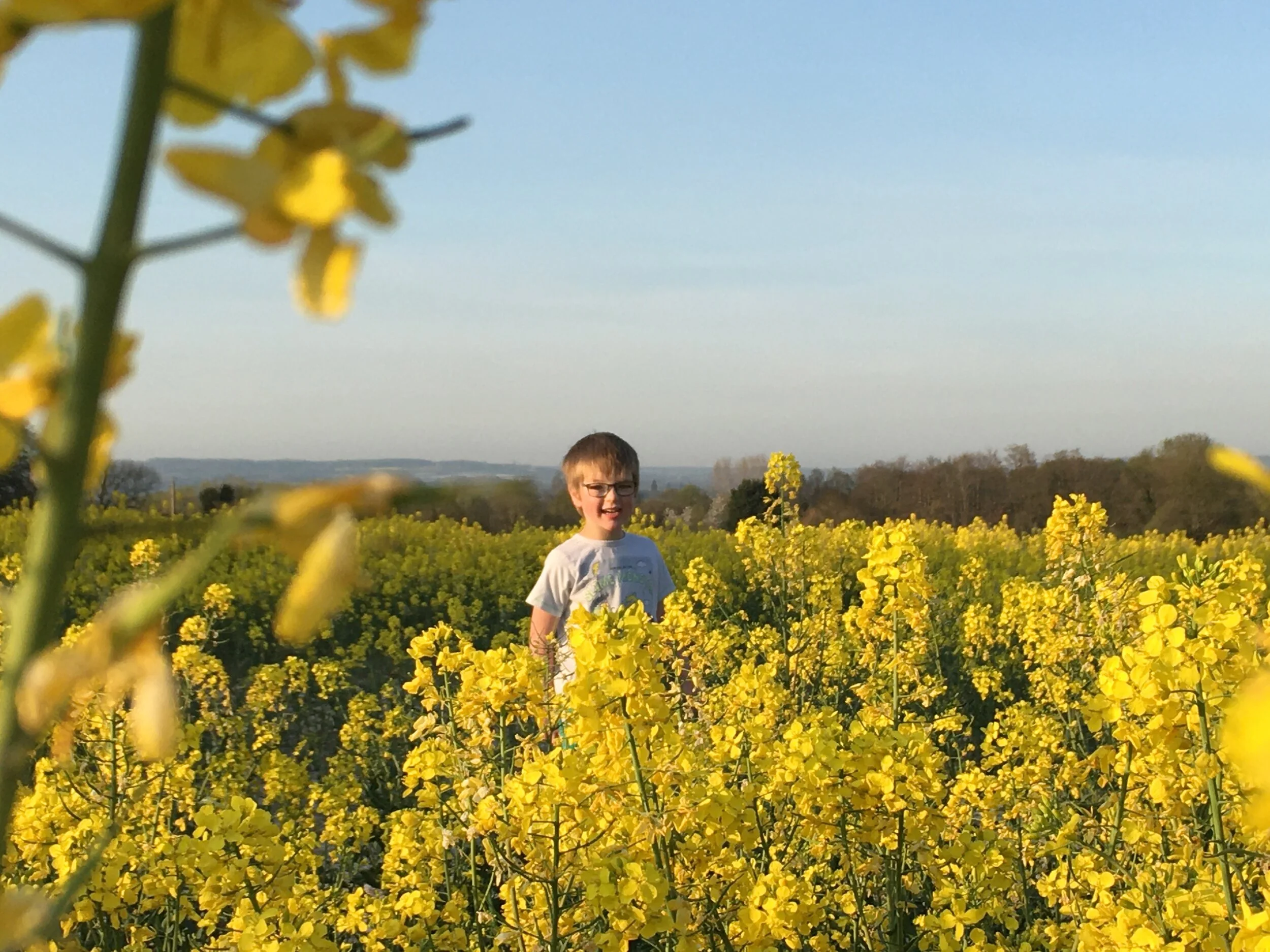 Canola field - family walks tonbridge