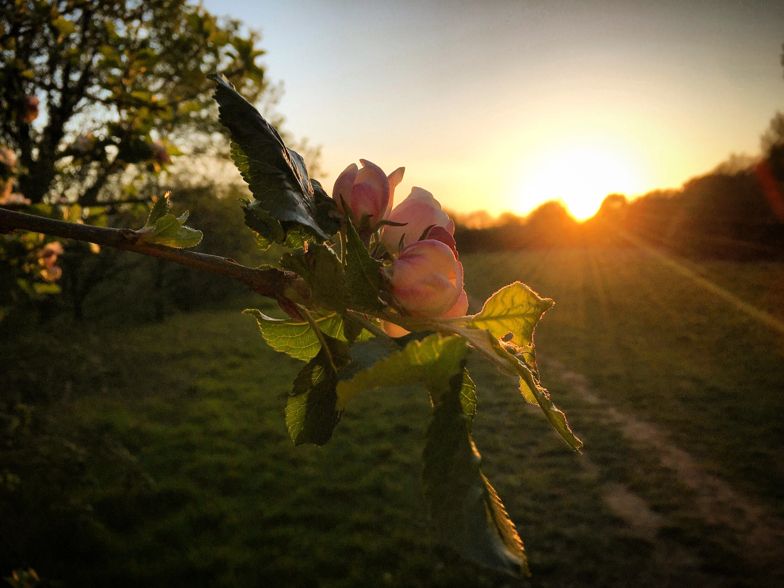 Apple blossom at sunset , the pillbox safari