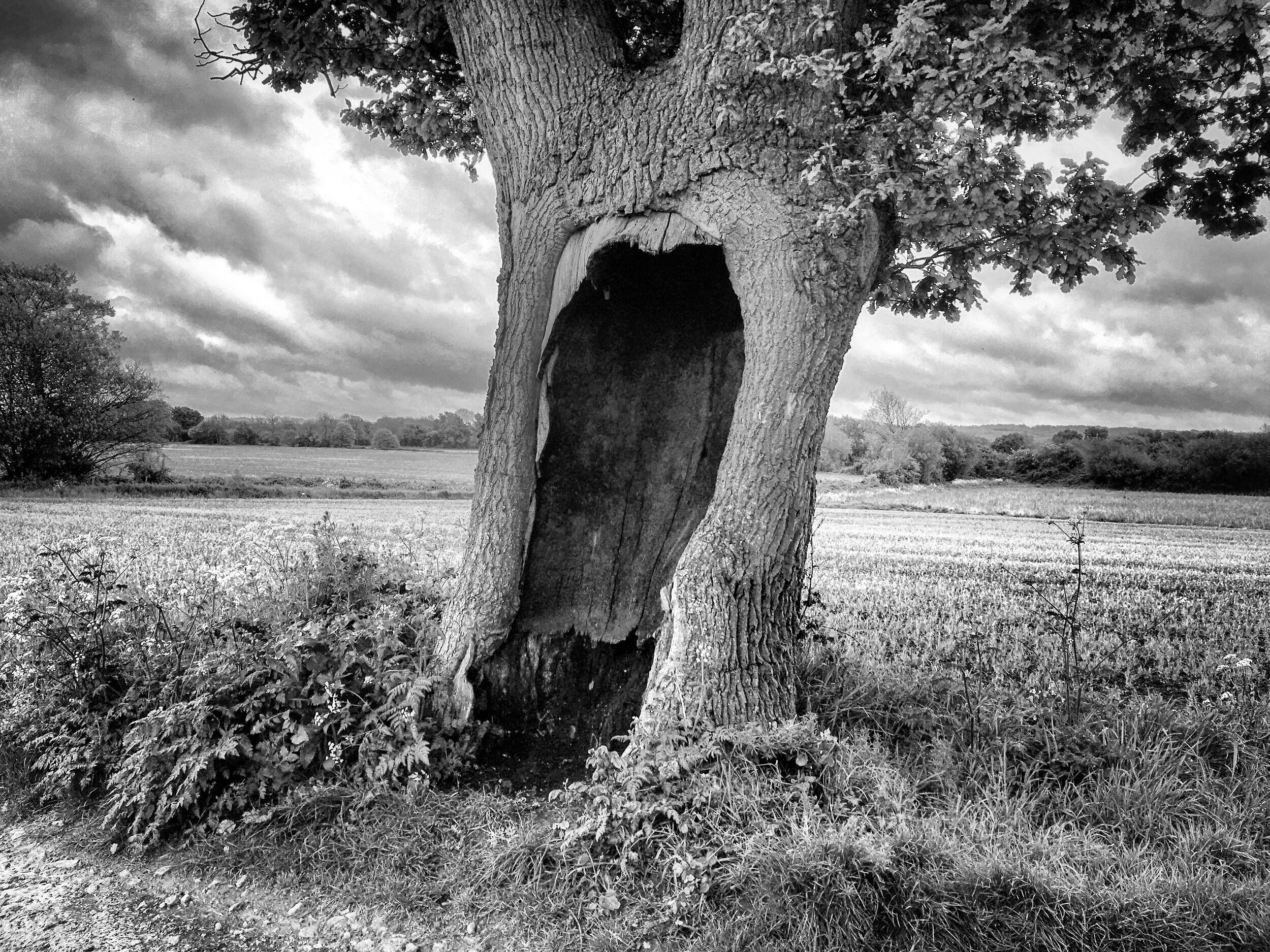 The hollow tree