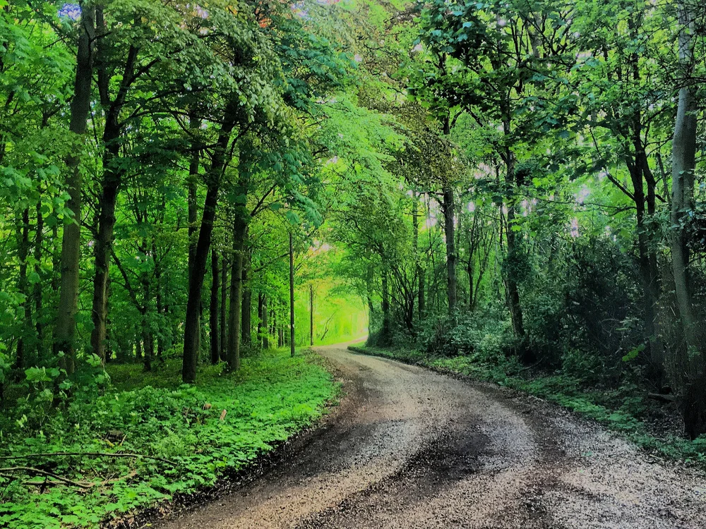 Dene Park
