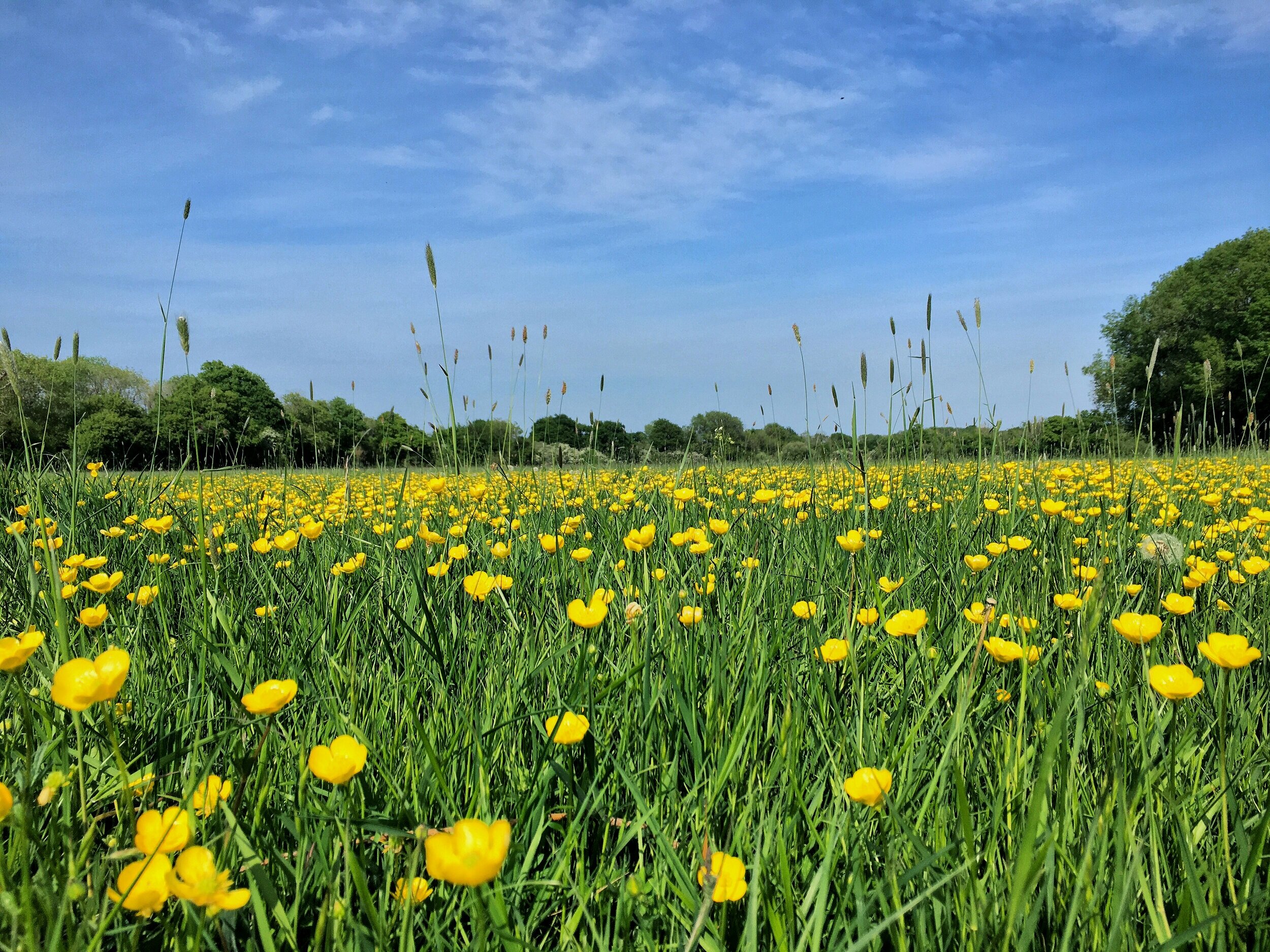 Buttercup meadow