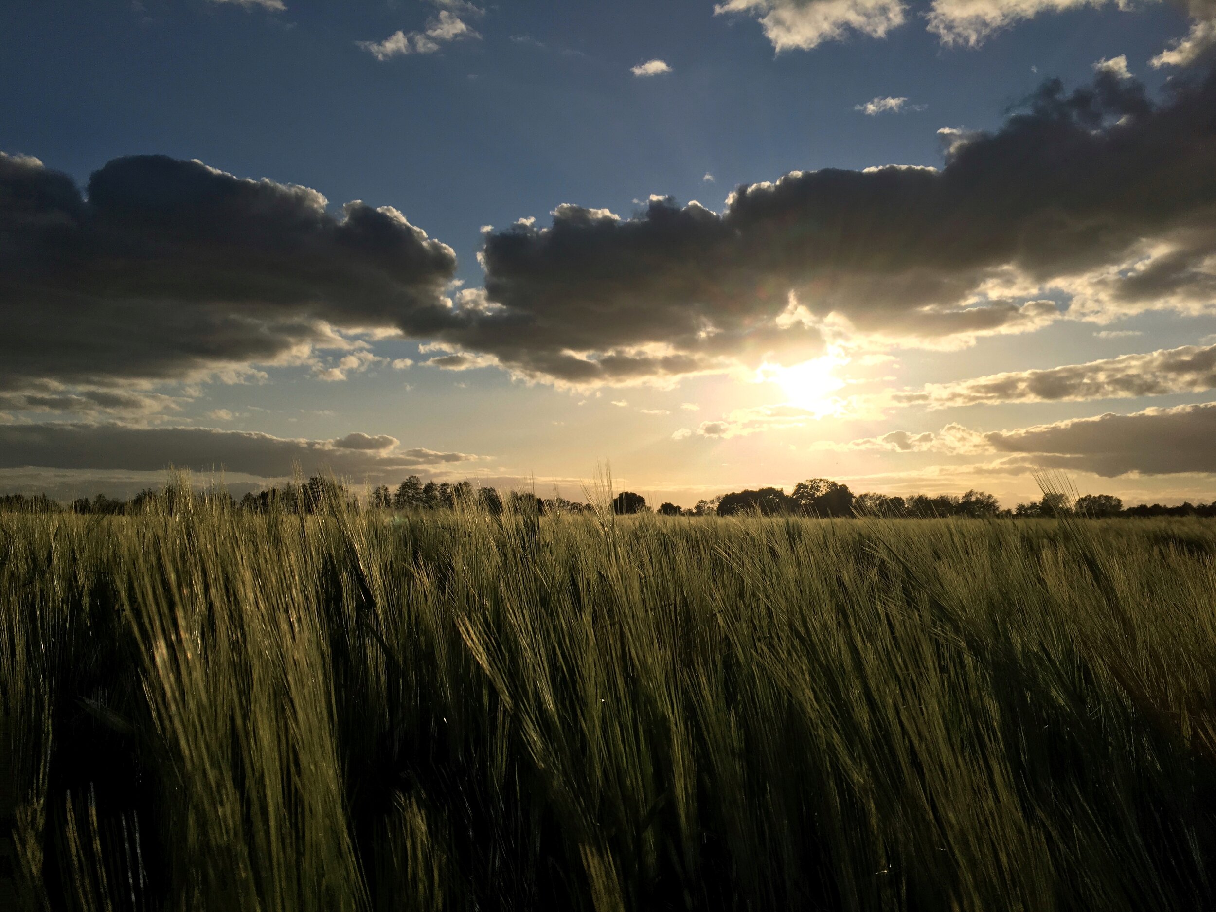 Wheat in the evening sun