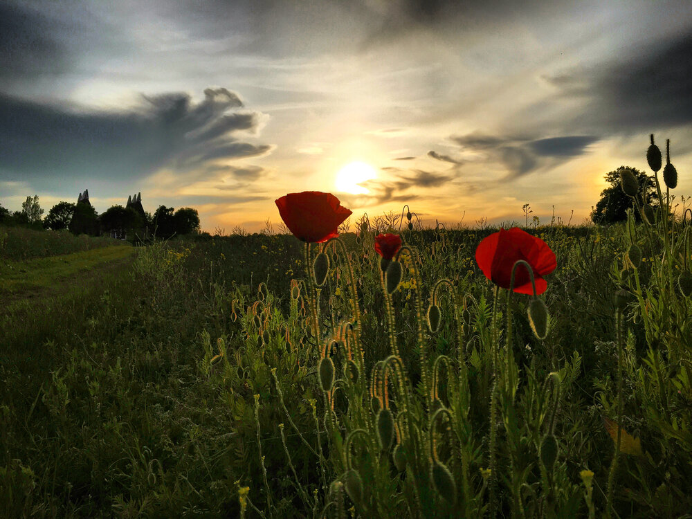 walk tonbridge - the darling buds - poppies at sunset.JPG