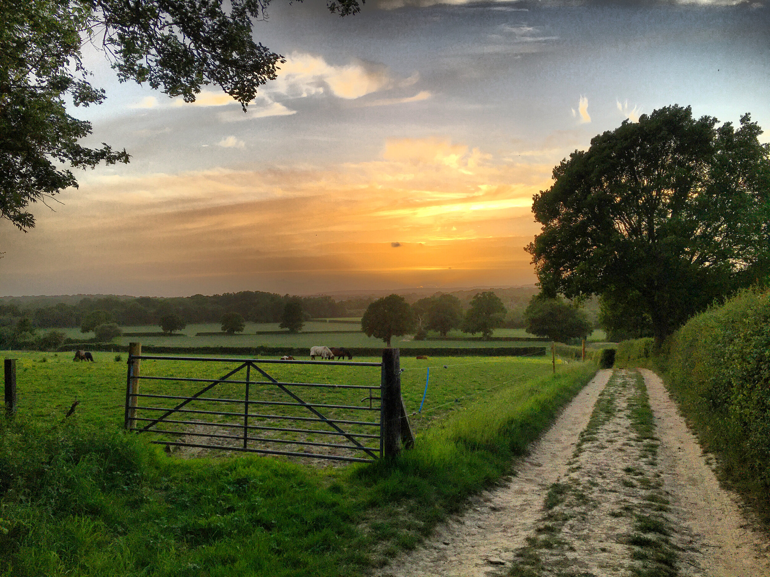 Walk Tonbridge - Tales from the shire - sunset at meopham bank.JPG