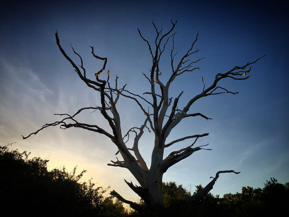 Walk Tonbridge - Tales from the shire - stocks green - dead tree.JPG