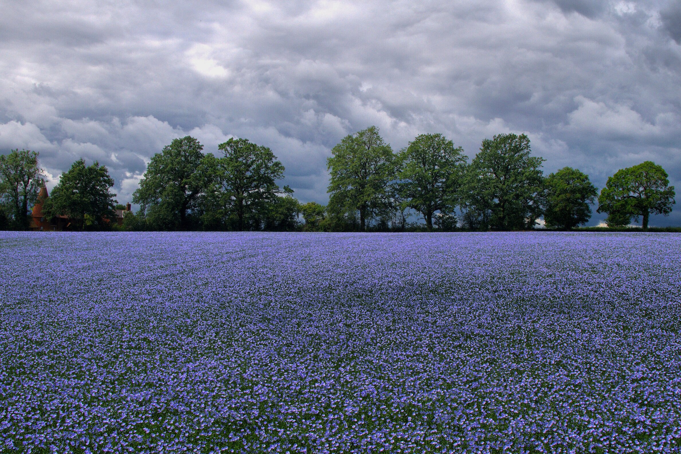 Walk+tonbridge+-+the+steeplechase+-+fairlawne+estate+-+linseed+fields+-+flax+-+lightblue.jpg