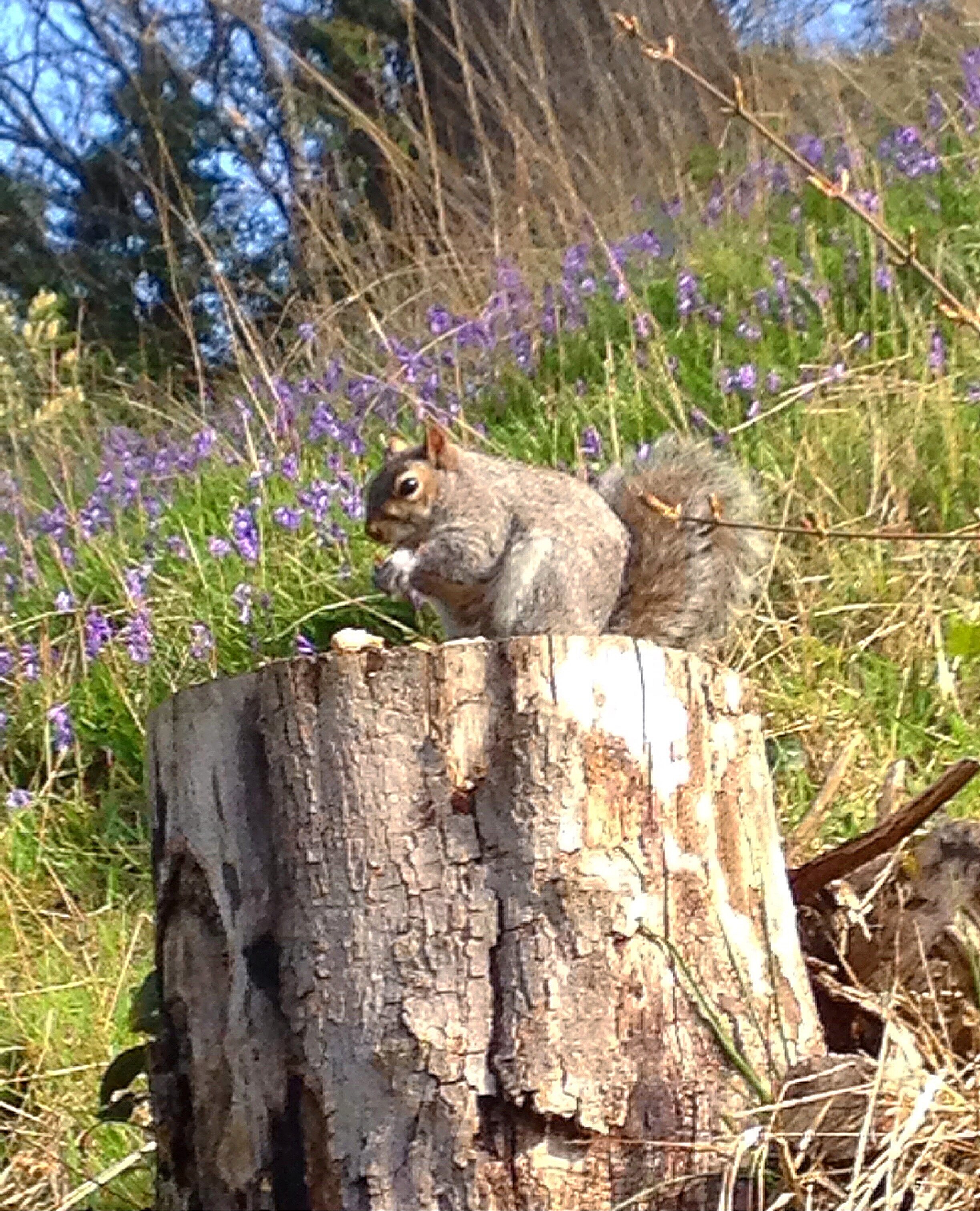 Walk+tonbridge+-+park+life+-+tonbridge+castle+-+motte+-+squirrels.jpg