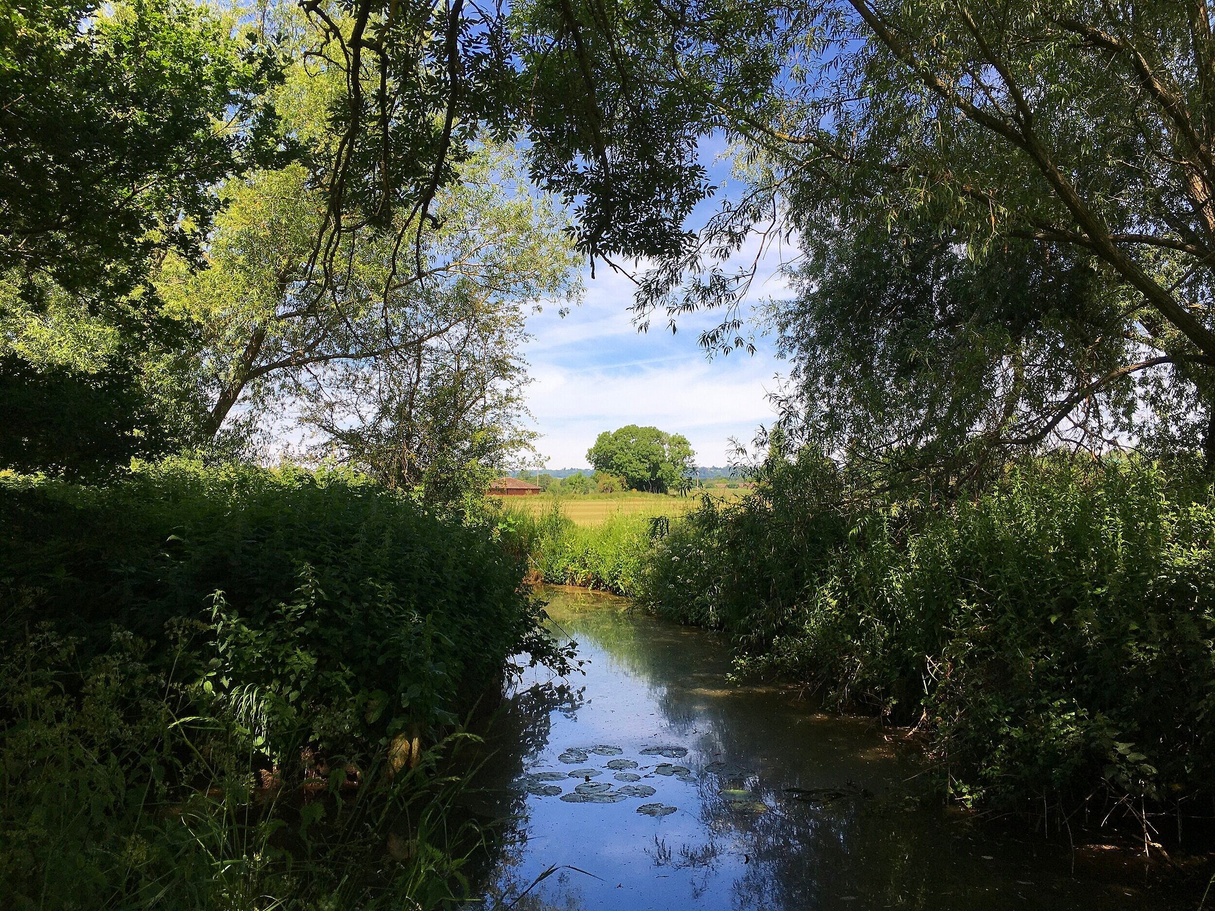 Walk+tonbridge+-+park+life+-+hilden+brook+-+lily+pad+stream.jpg