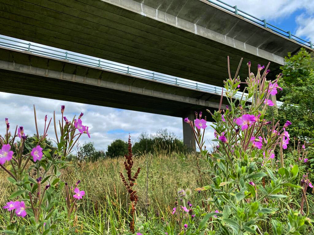 Walk Tonbridge - The Green Mile - Medway Viaduct - A21 Tonbridge - wildflowers.jpg