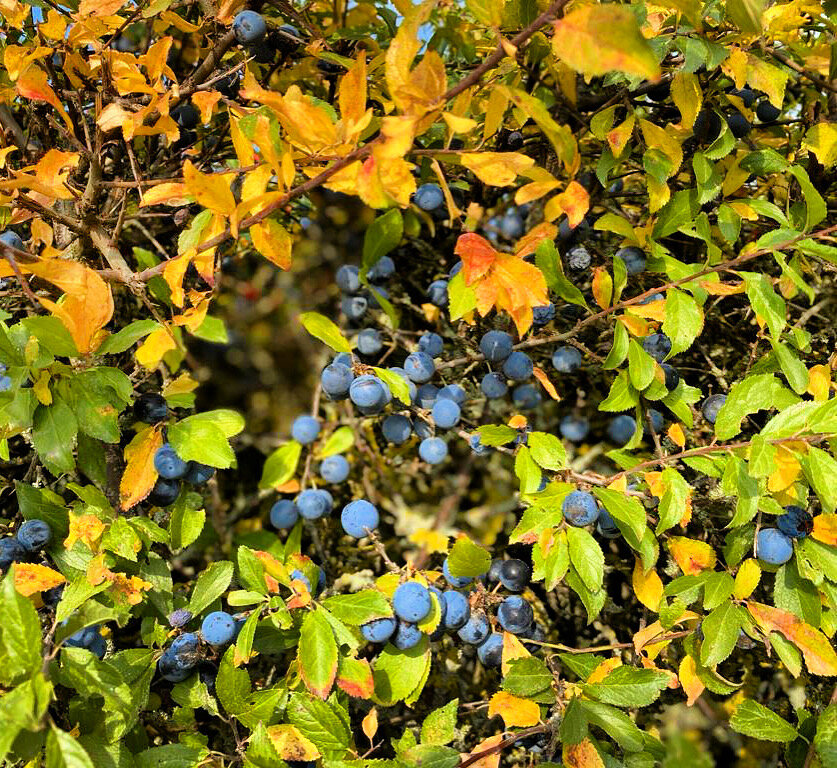 Walk Tonbridge - The Sloe Road - Sloe Berries - Autumn colour - Foraging - Tonbridge .JPG