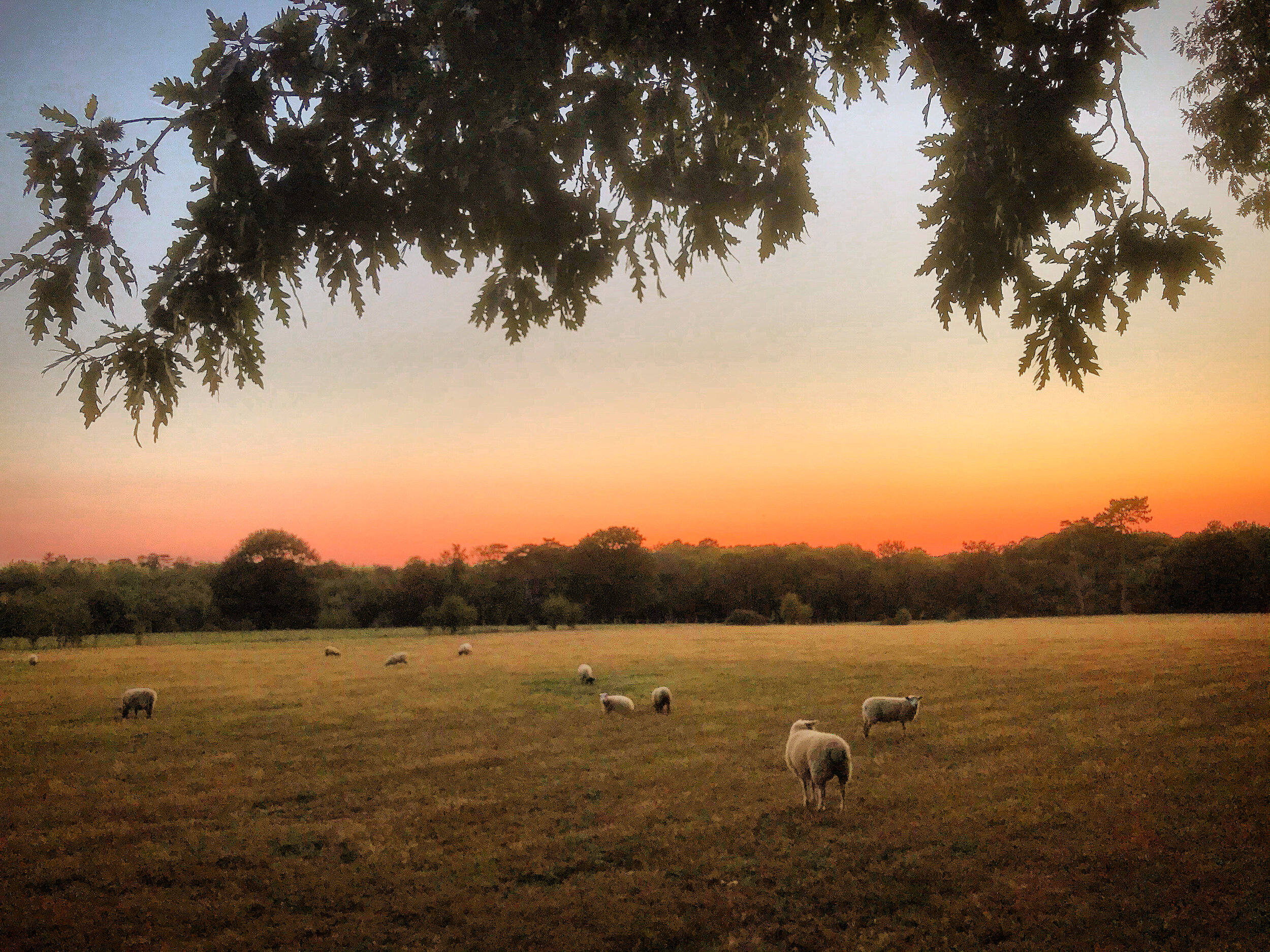 Walk Tonbridge - The Sloe Road - Trench Farm - Sheep at sunset - Hildenborough - woods.jpg