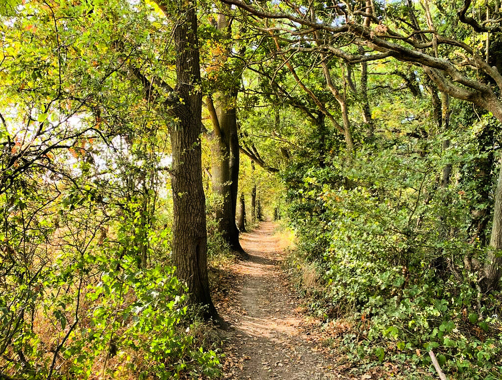 Walk Tonbridge - The Sloe Road - Trench Wood path - Tonbridge - Hildenborough.JPG