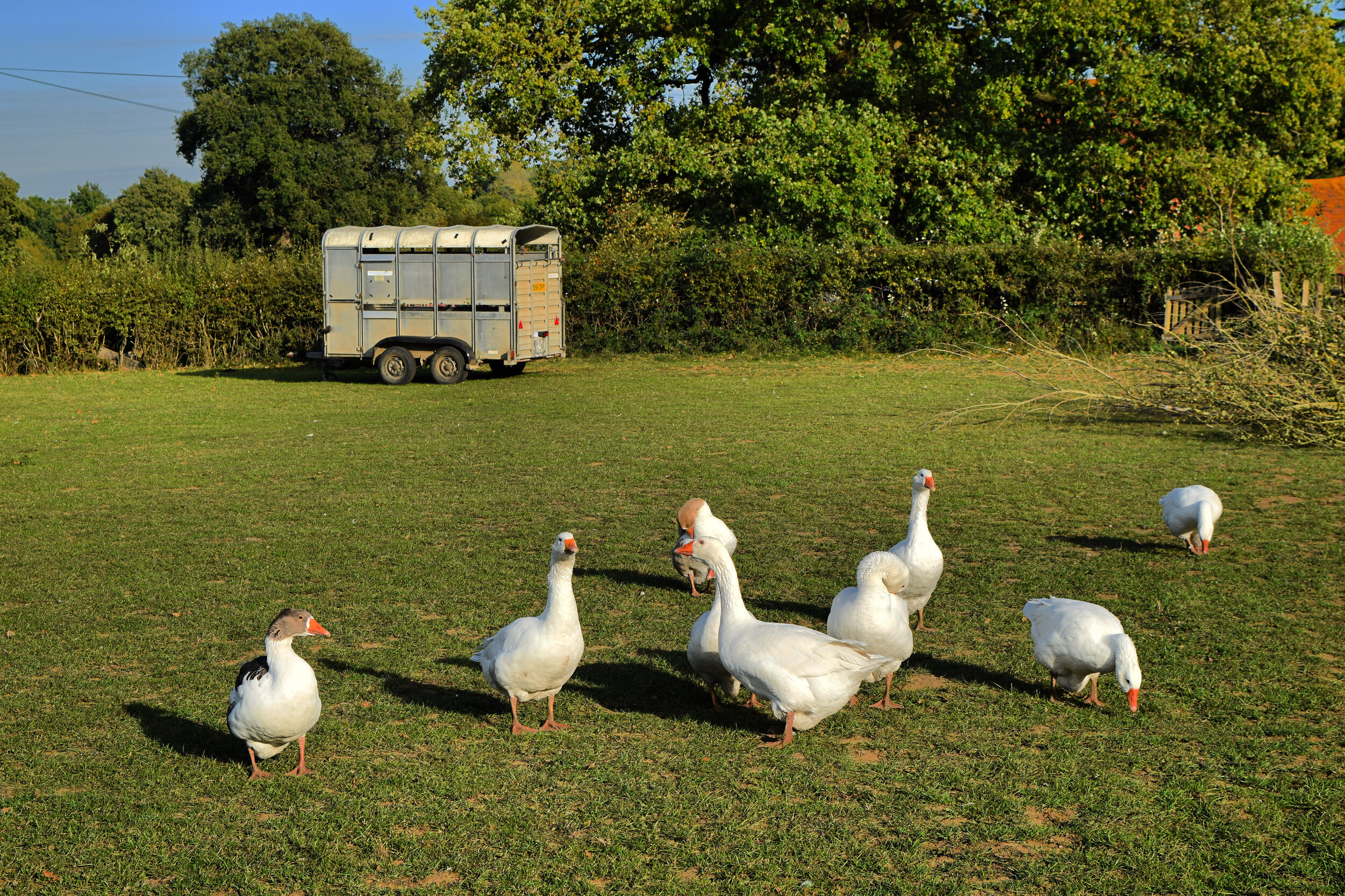 Walk Tonbridge - Walk 15 - Castle on The Hill - Becketts farm - Chiddingstone - geese - .jpg