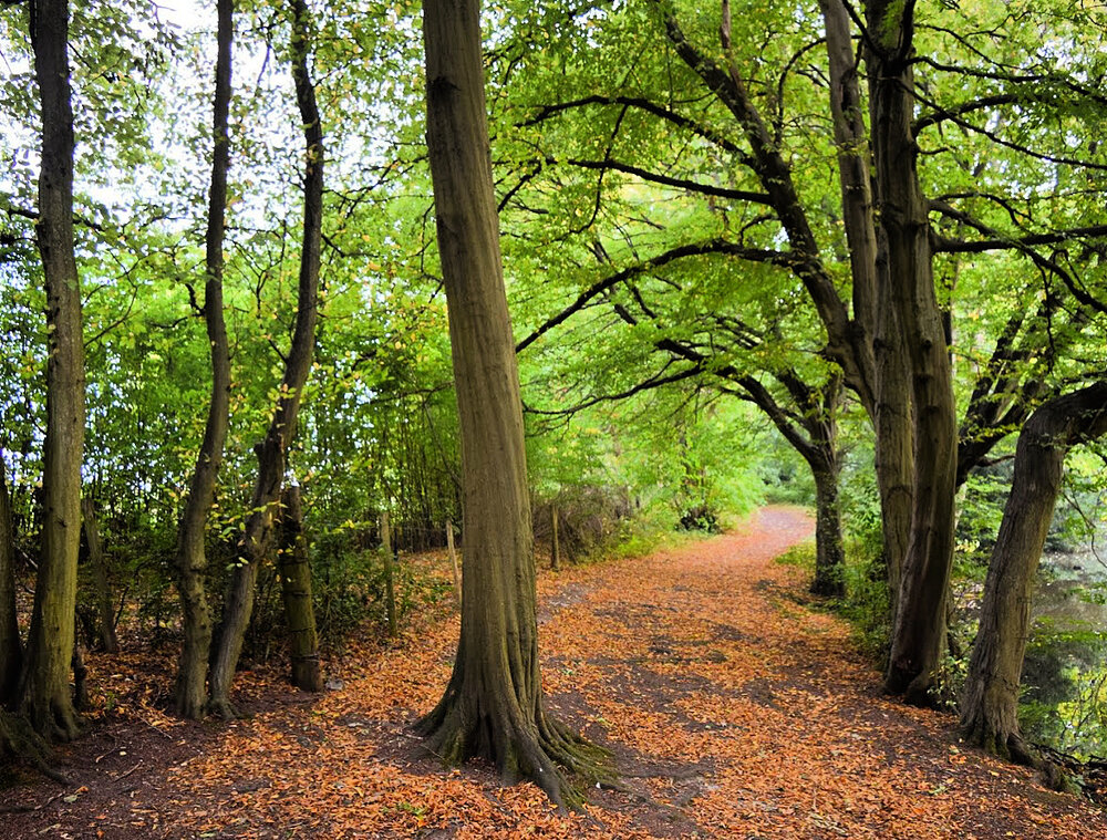 Walk Tonbridge - Walk 15 - Castle on The Hill - Chiddingstone  Castle - Chiddingstone- woodland paths - autumn.jpg