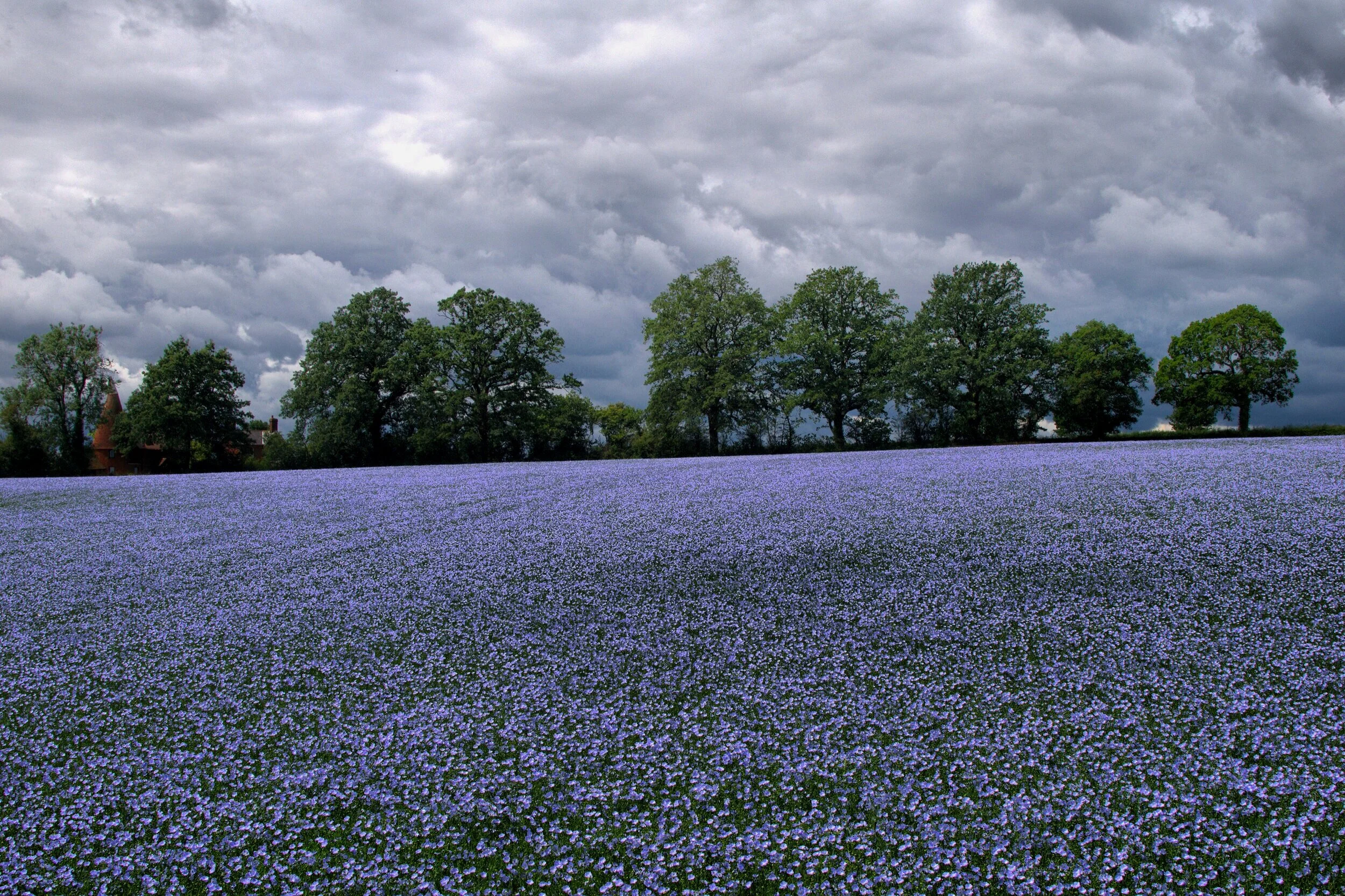 'The Steeplechase' - Linseed field - £2.75