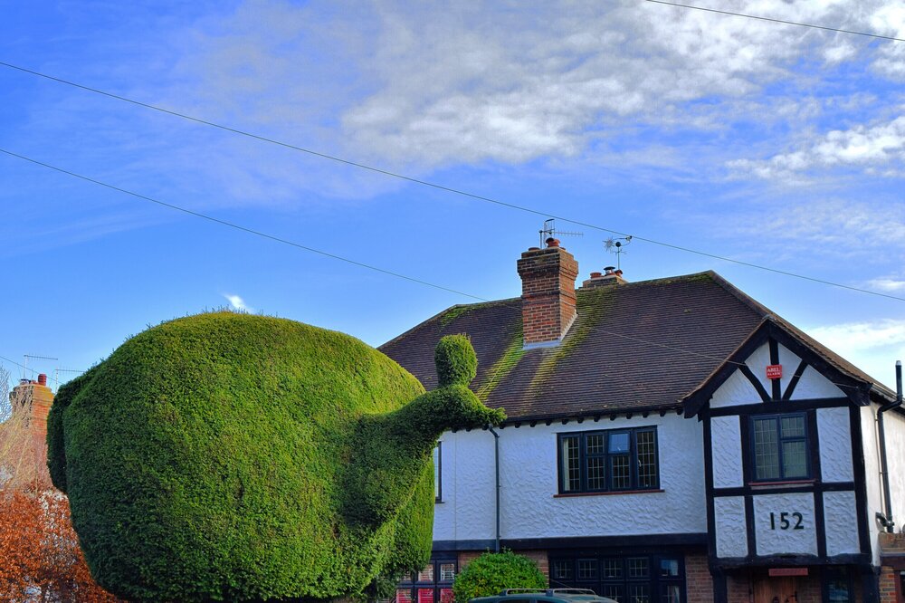 Walk+Tonbridge+-+Walk+18+-+Finding+Gandhi+-+Tonbridge+History+-+peacock+hedge+-+Hadlow+Road-+Tonbridge.jpg.jpg