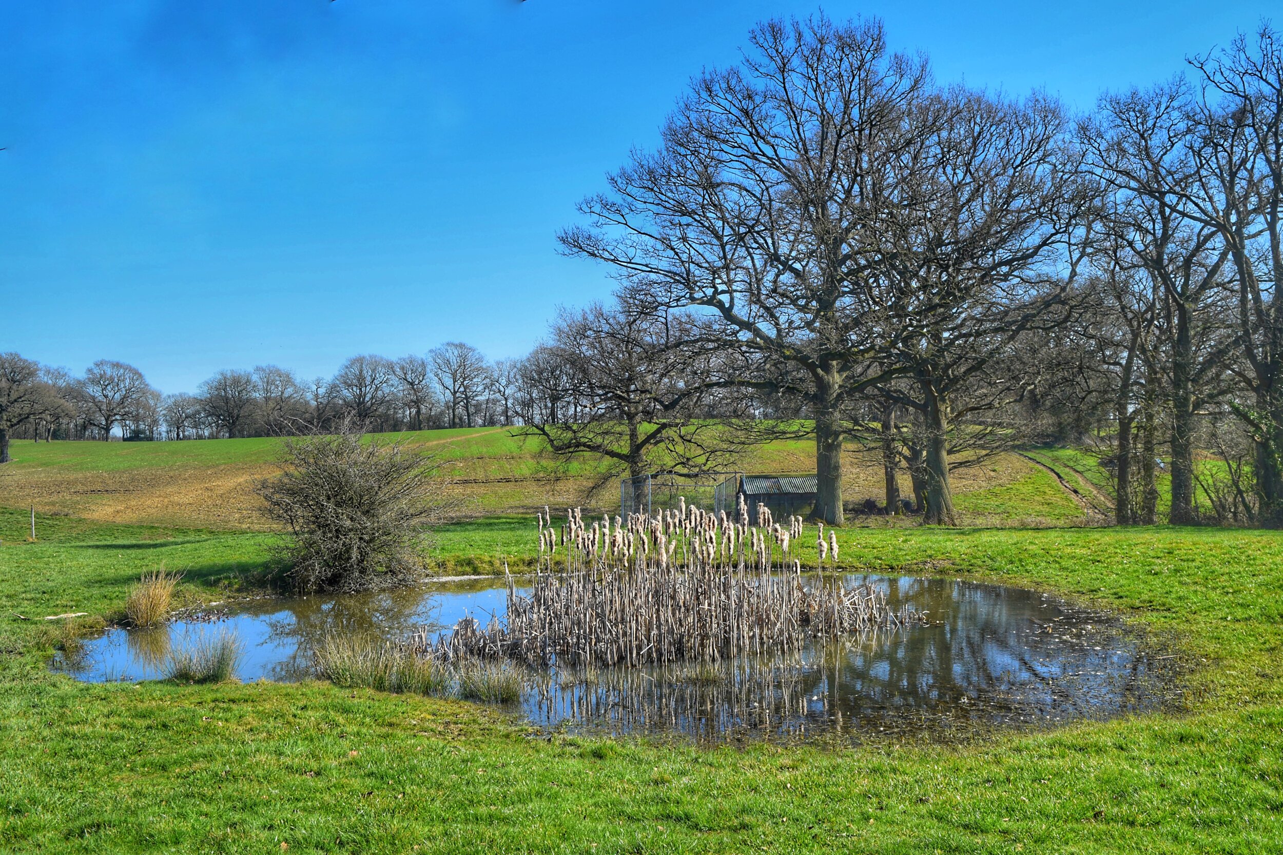 Walk Tonbridge - The Far Side of The Weald - Sevenoaks walks - Little Hale Farm - pond - blue sky.jpeg