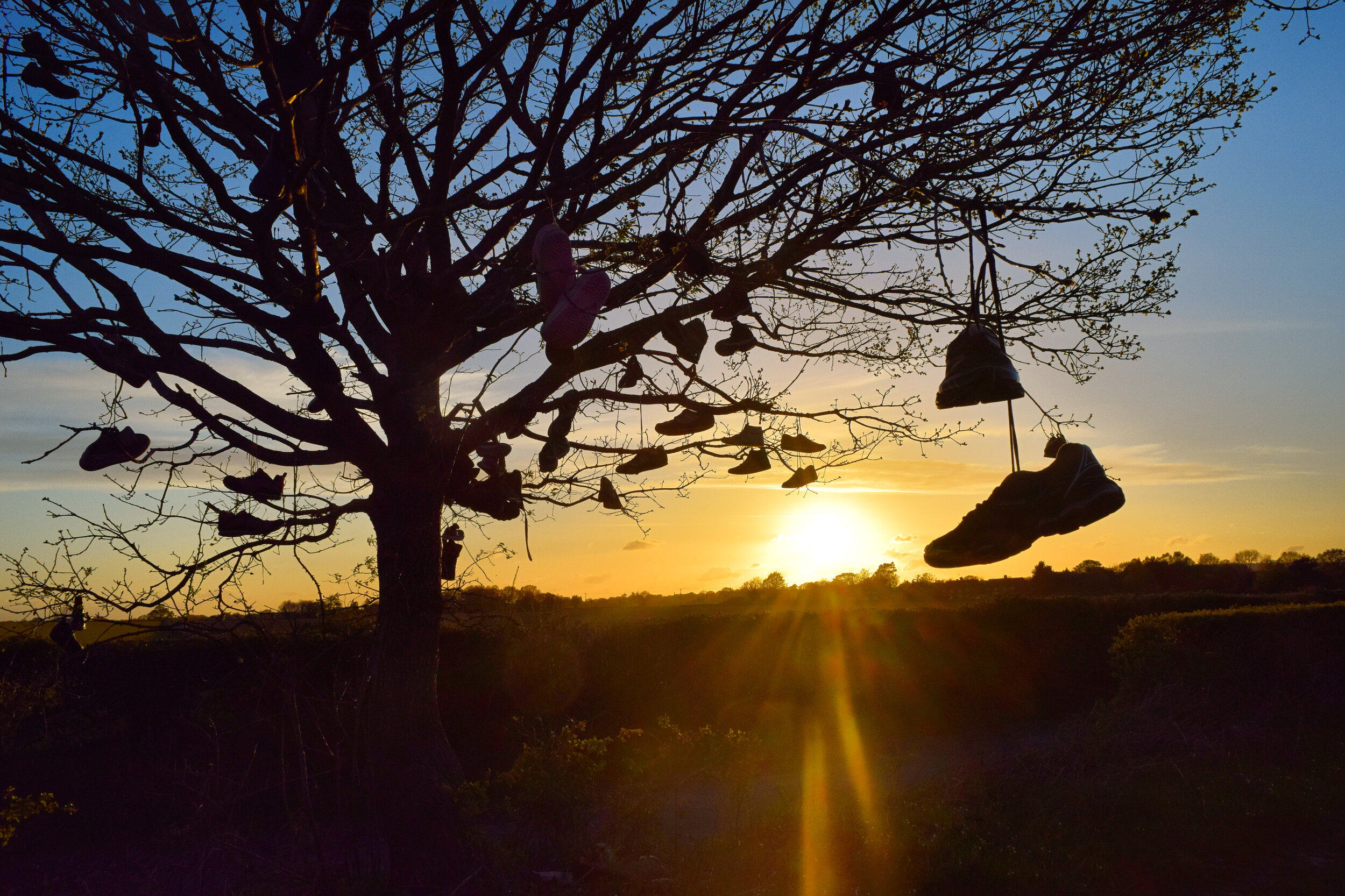 Walk Tonbridge - Walk 21 - The Milk Train - Prices Farm  - Leigh - Kent -shoe tree - sunset 2.JPG