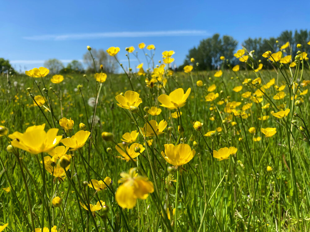 Walk Tonbridge - Walk 23 - The Trinity- Capel - Buttercups.jpg