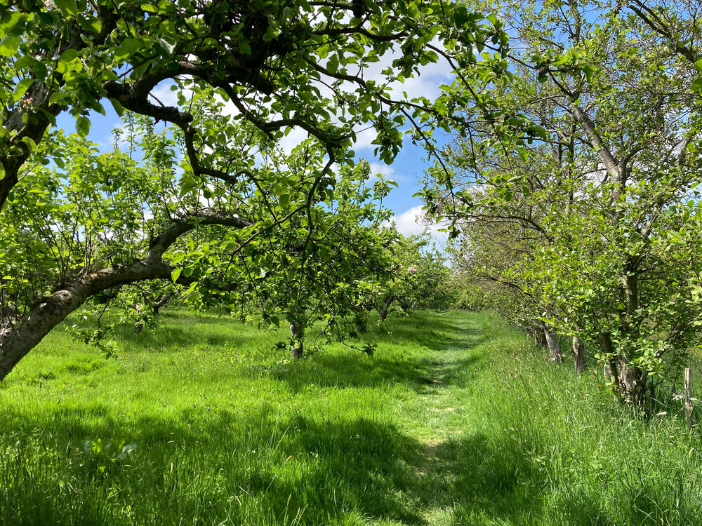 Walk Tonbridge - Walk 23 - The Trinity- Capel Orchard.jpg