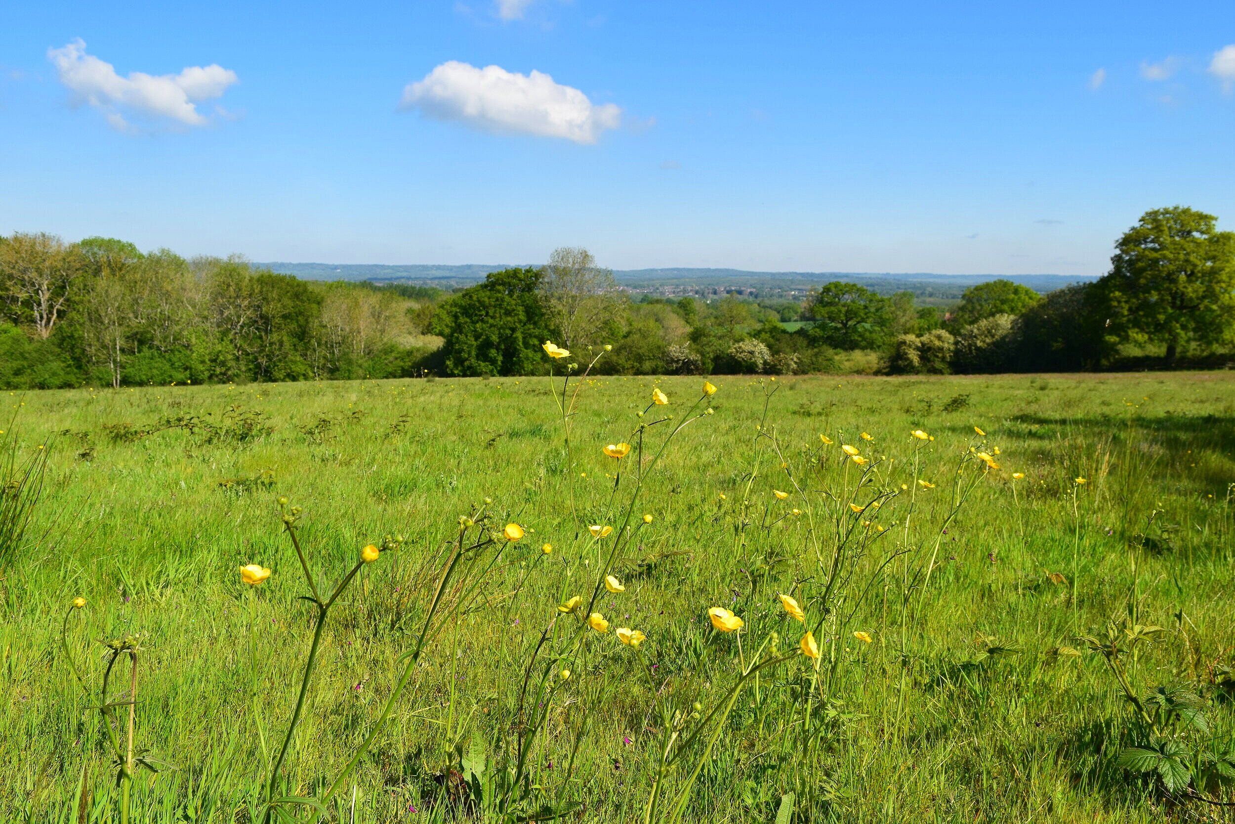 Walk+Tonbridge+-+Walk+23+-+The+Trinity-+Old+Furze+field+-+buttercups.jpg.jpg