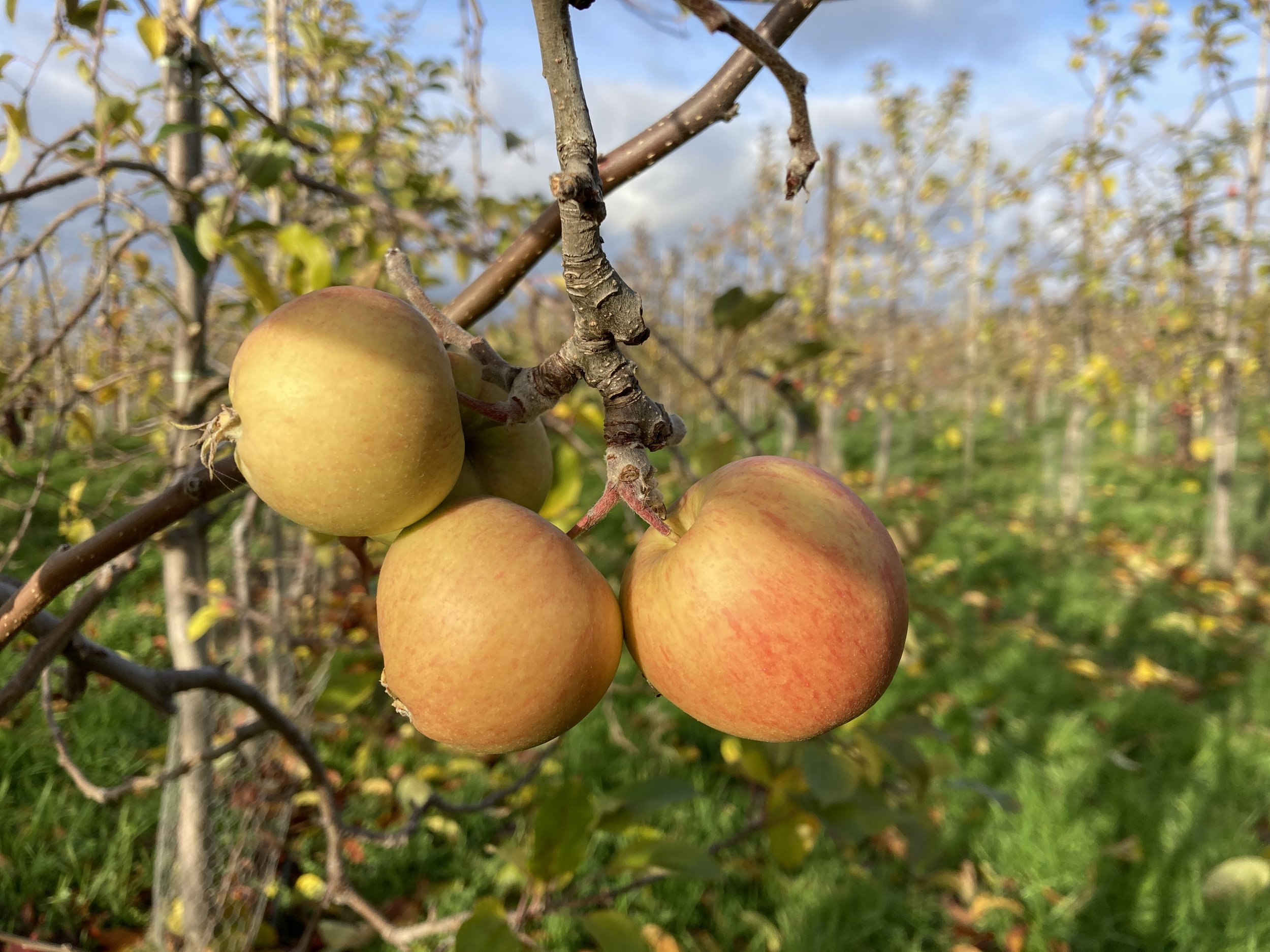 Walk Tonbridge - Walk 23 - The Paper Trail - Apple Orchard  - Kent Walks.JPG