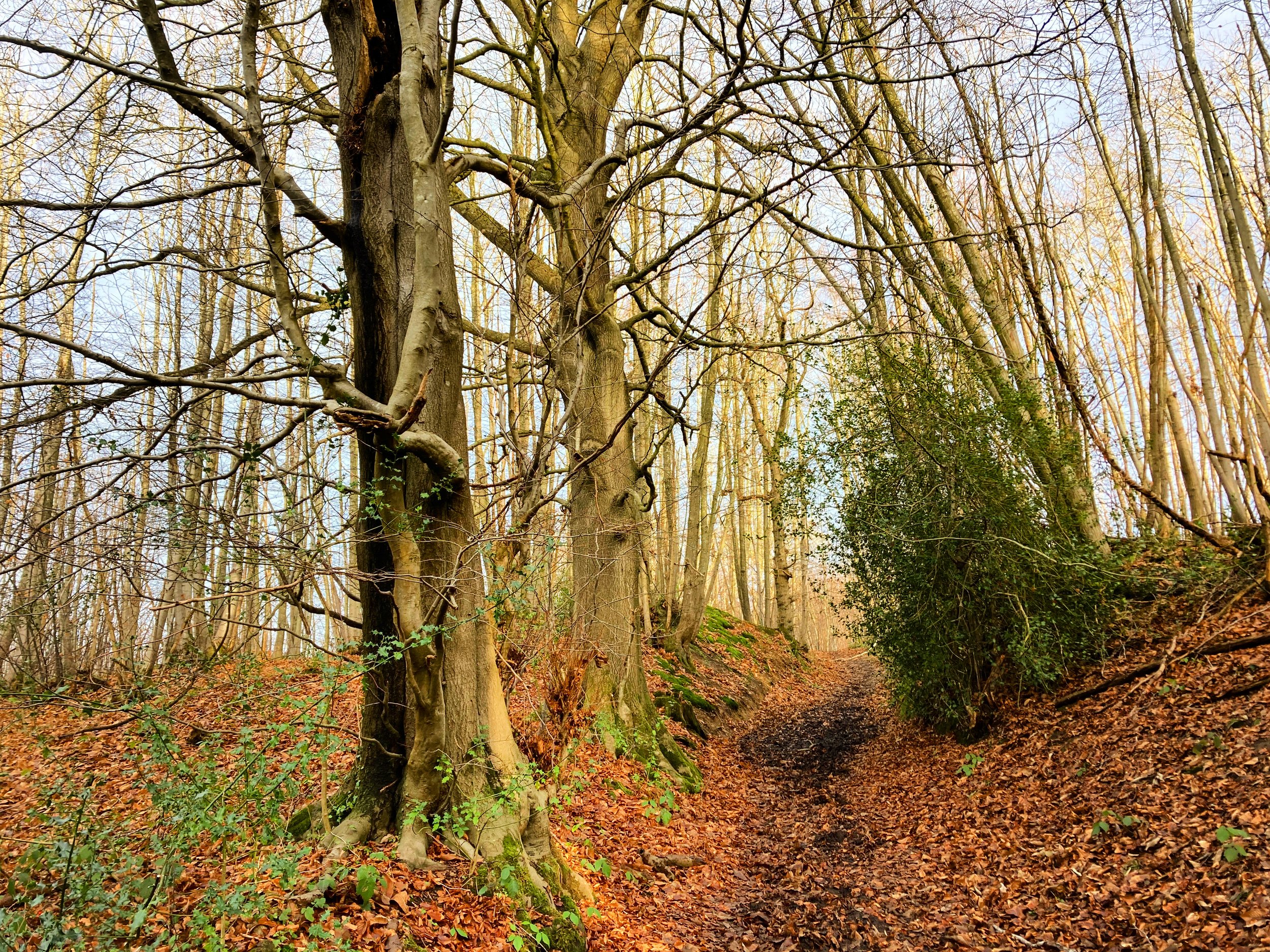 Walk Tonbridge - Walk 23 - The Paper Trail - Greensand Ridge - Kent - Walks (1).jpg
