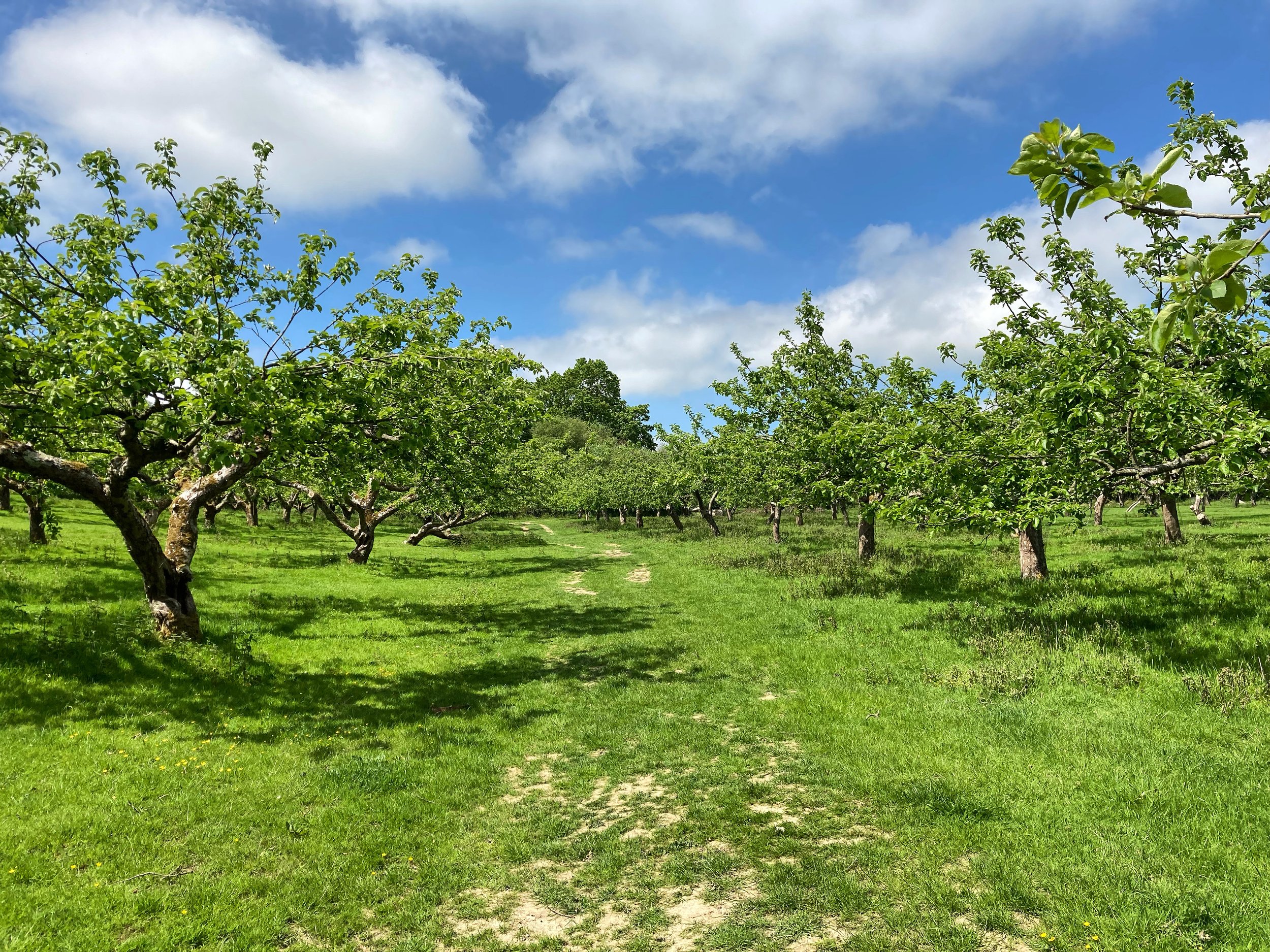 Walk Tonbridge - Walk 23 - The Trinity - Capel - apple orchard.jpg