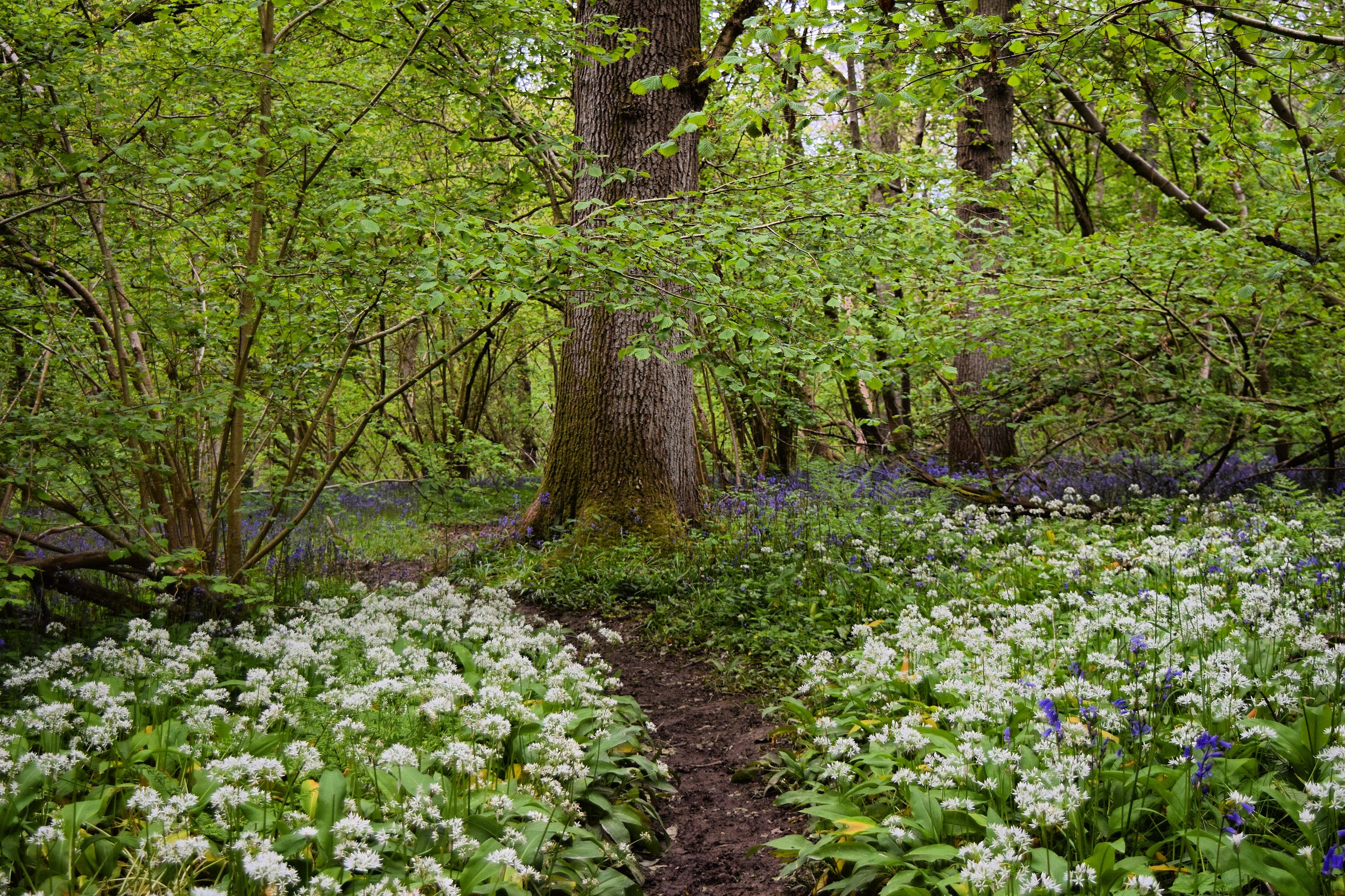 Walk Tonbridge - Walk 23 - The Trinity - Pembury - Kent College - wood - wild garlic.JPG