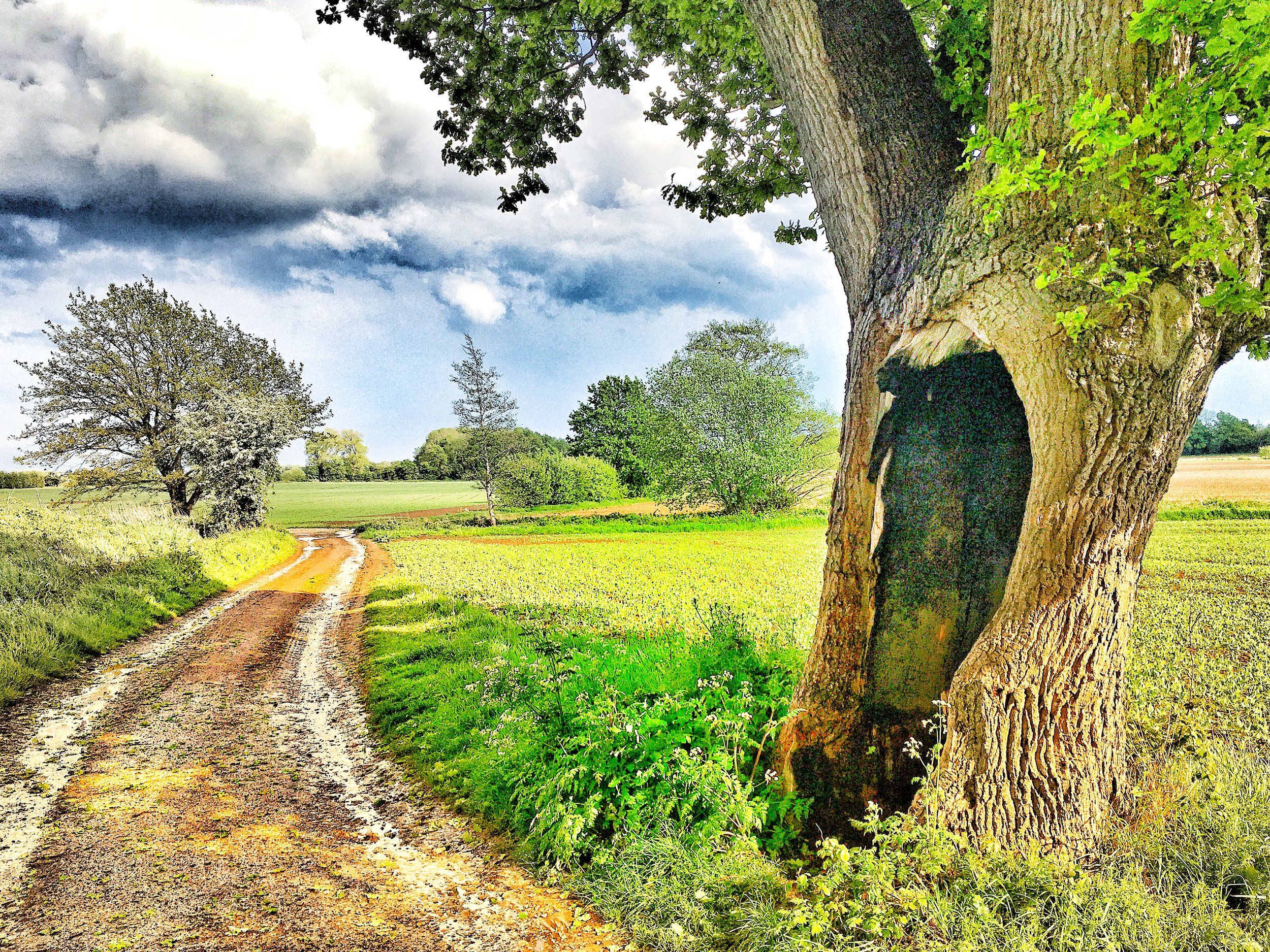 Walk Tonbridge - The Darling Buds - Hollow Tree - greeting card.jpg