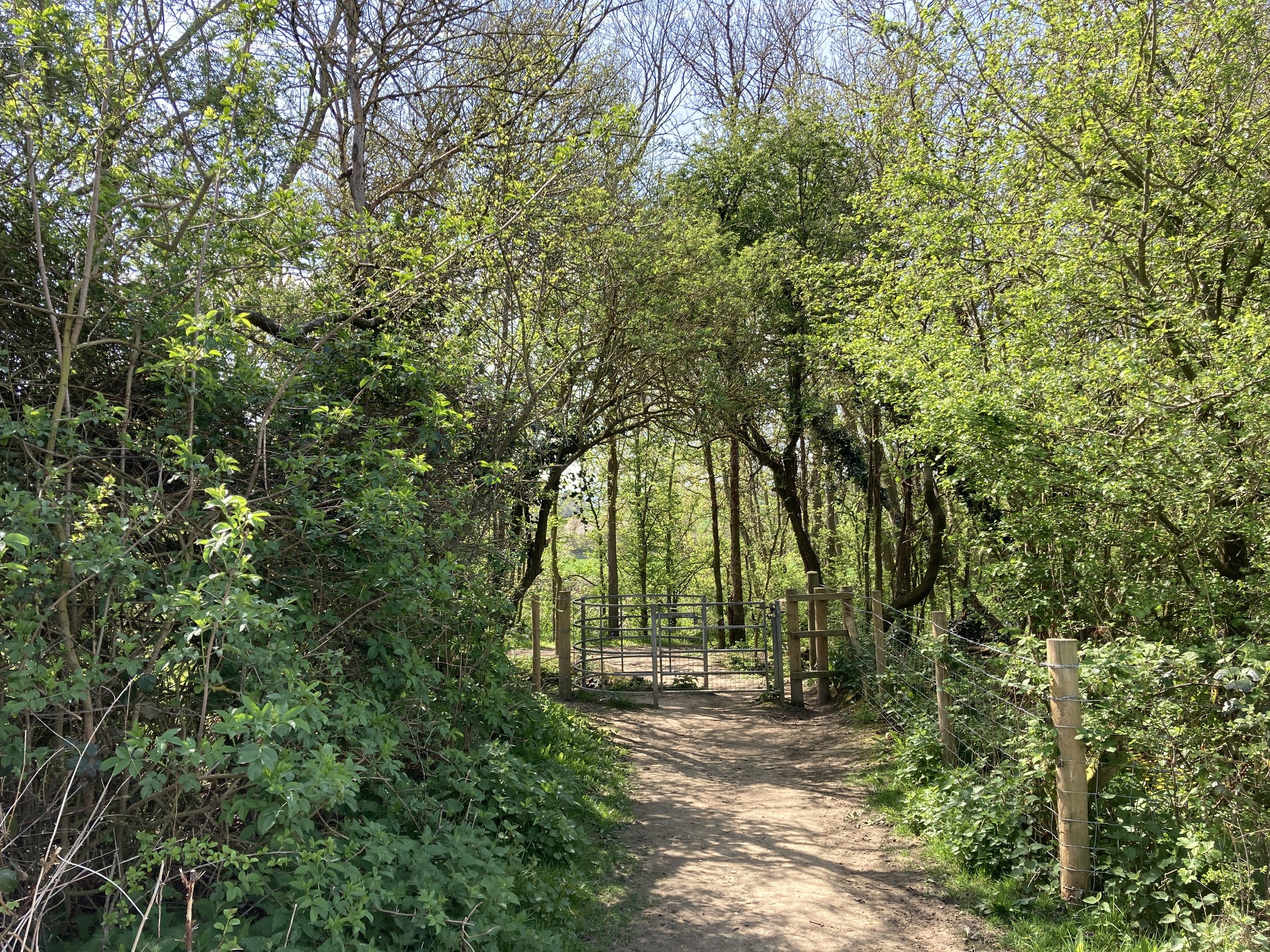 Walk Tonbridge - Hadlow Art Trail - woodland path - hadlow JPG.JPG